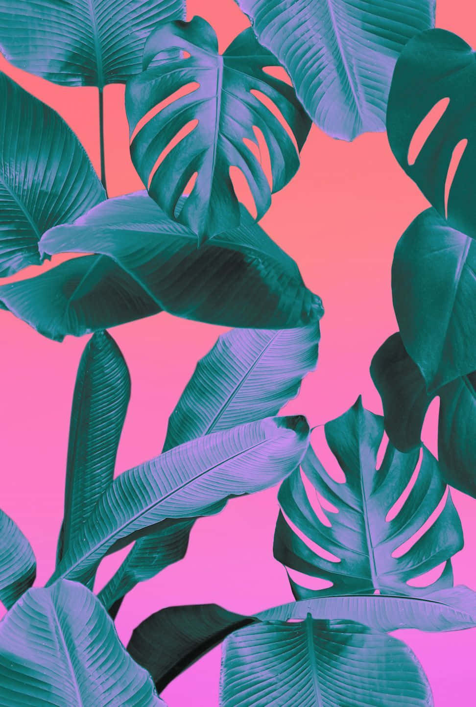 Escape To The Warmth Of An Aesthetic Tropical Paradise Background