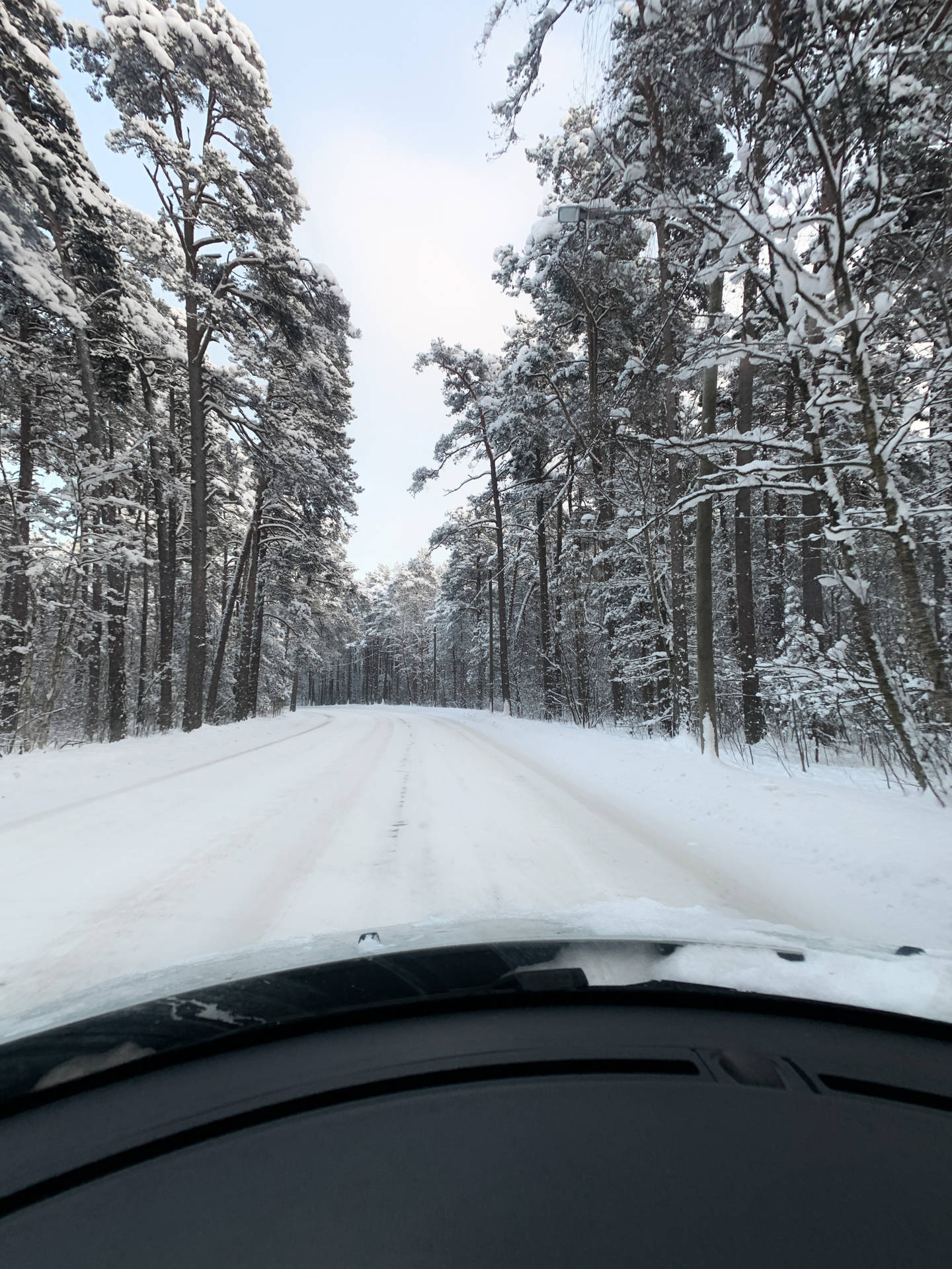 Estonia Harku Forest Trail Background