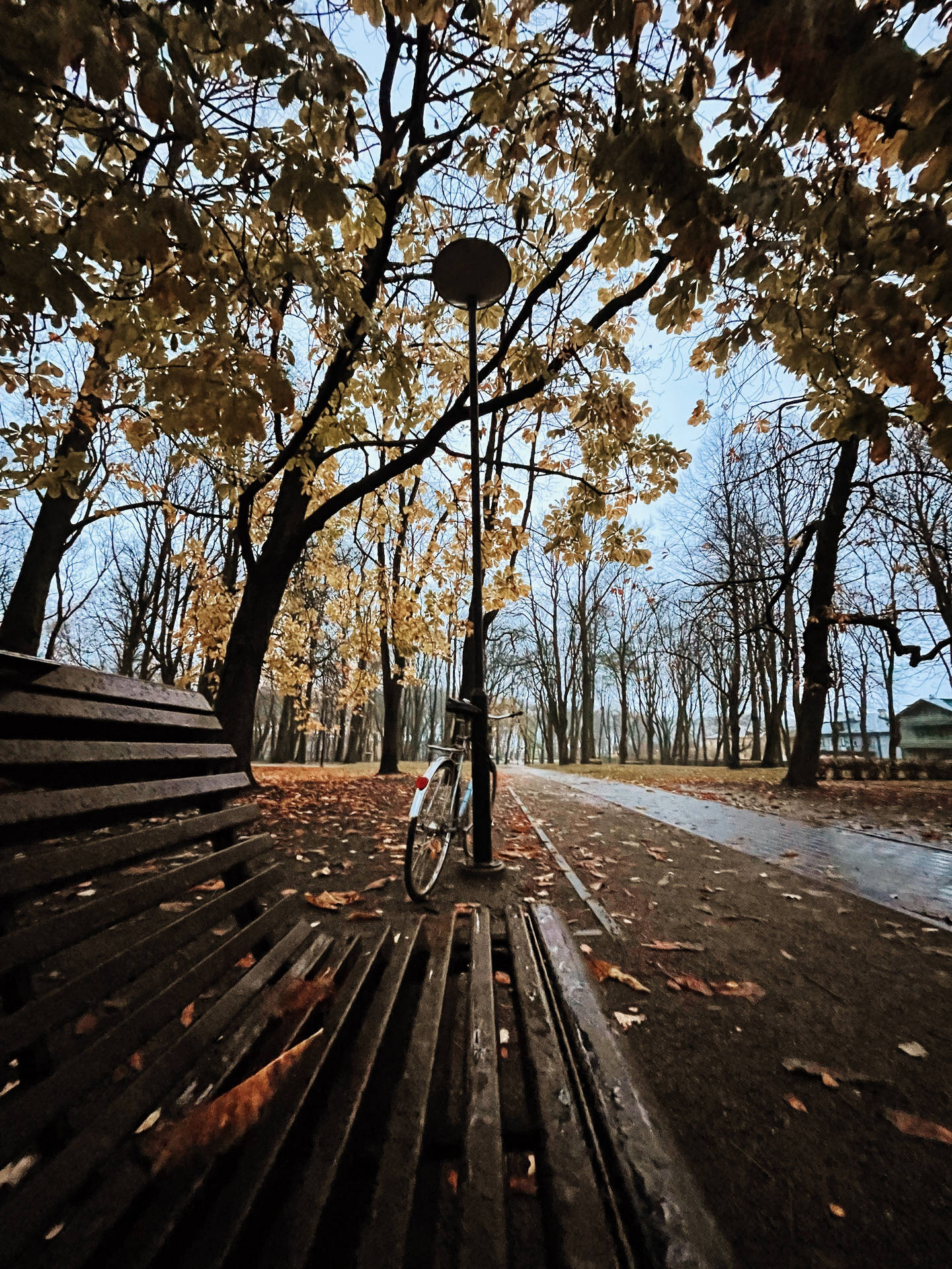 Estonia Park In Rainy Weather Background