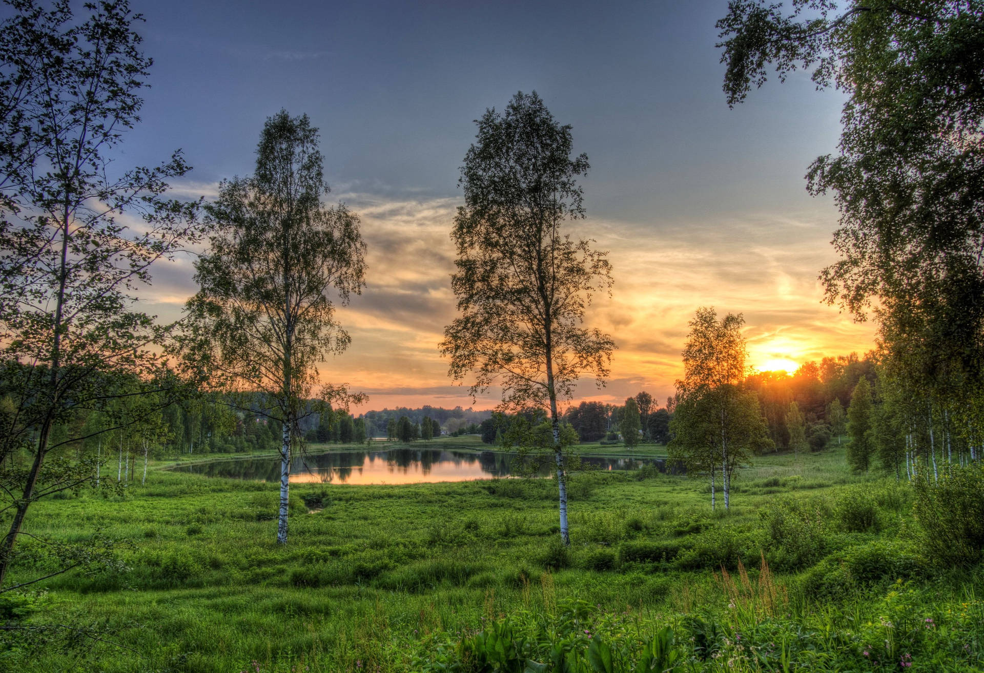 Estonia Scenic Forestry Background