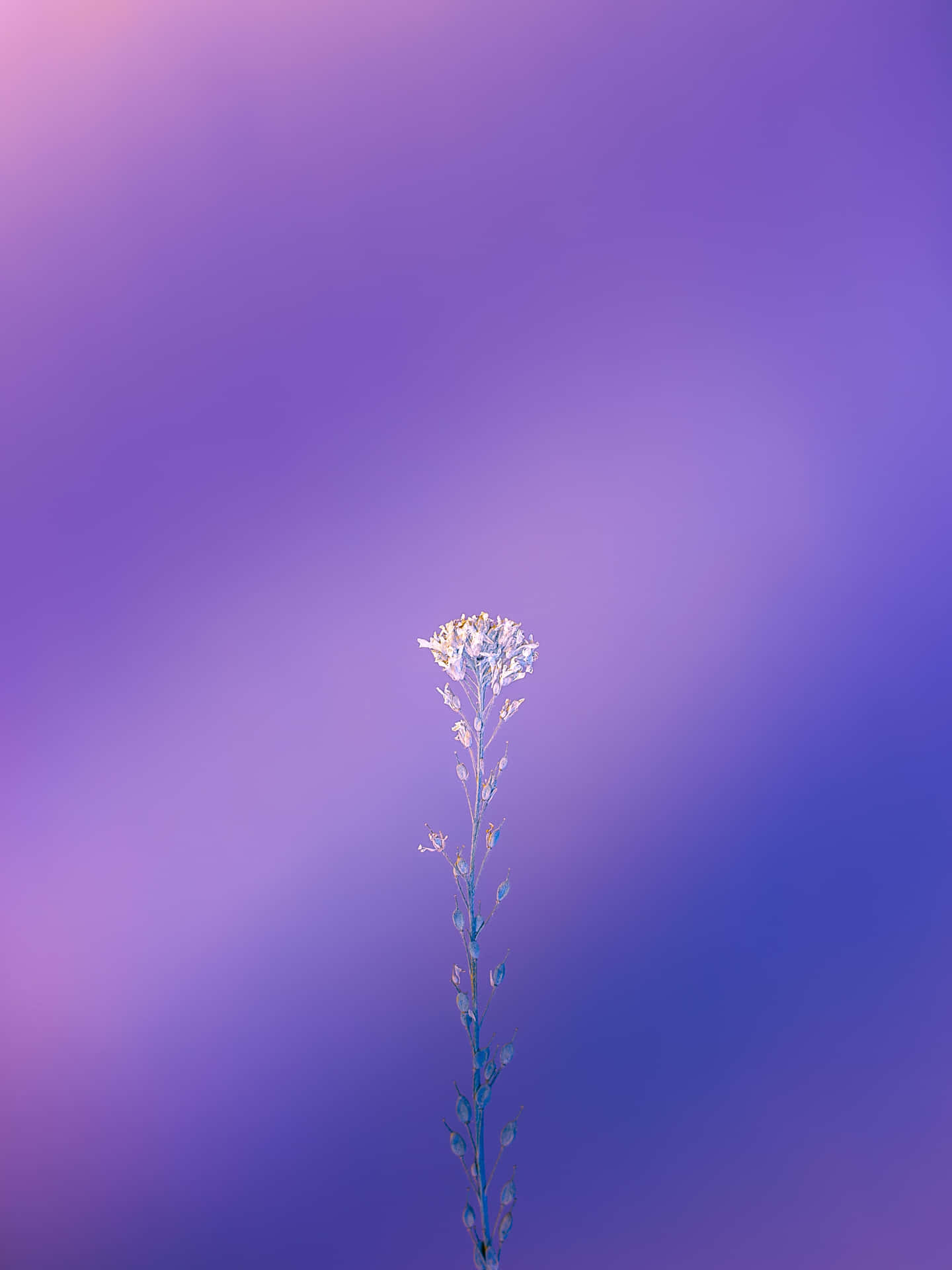 Ethereal Bliss: A White And Purple Landscape Background