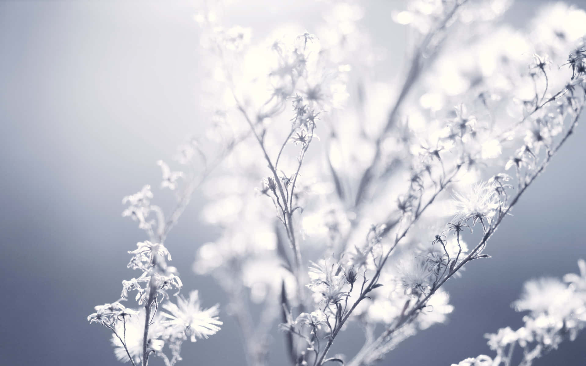 Ethereal Floral Soft Focus Background
