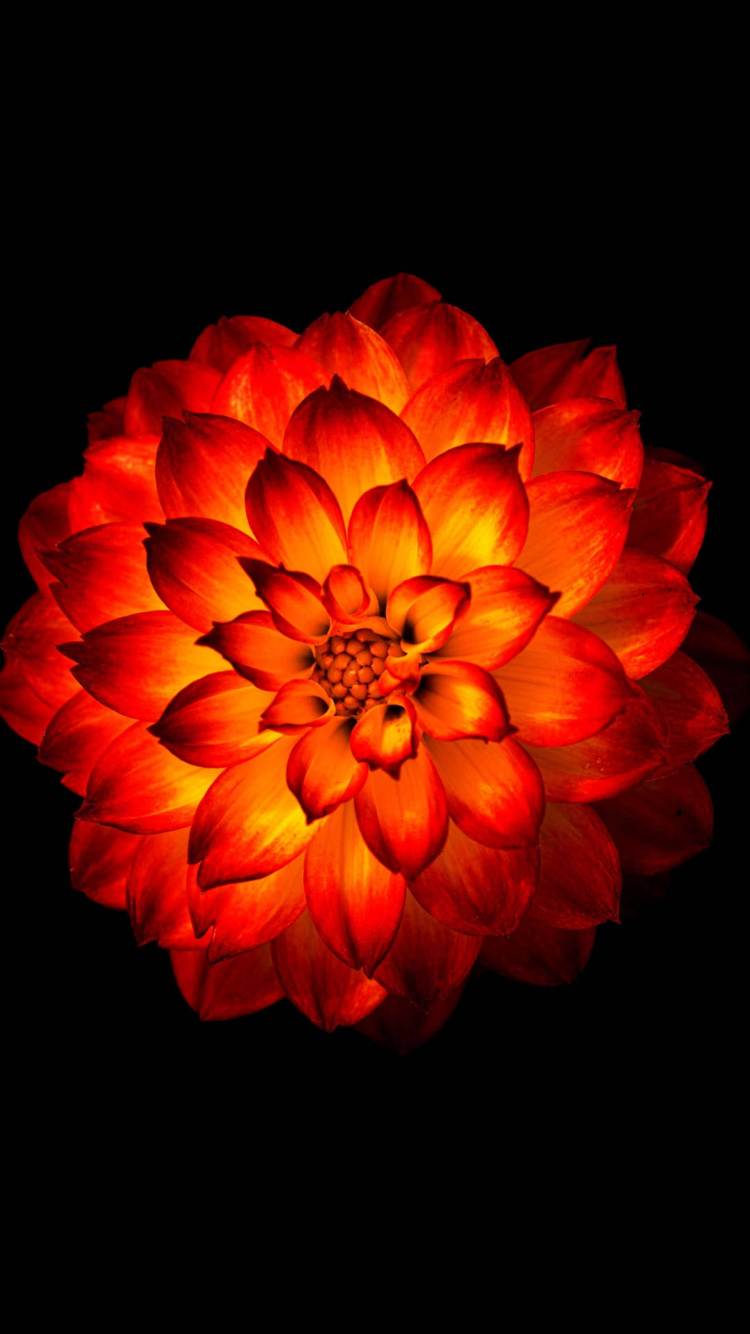 Ethereal Glow Of A Dahlia - Flower Phone Wallpaper Background