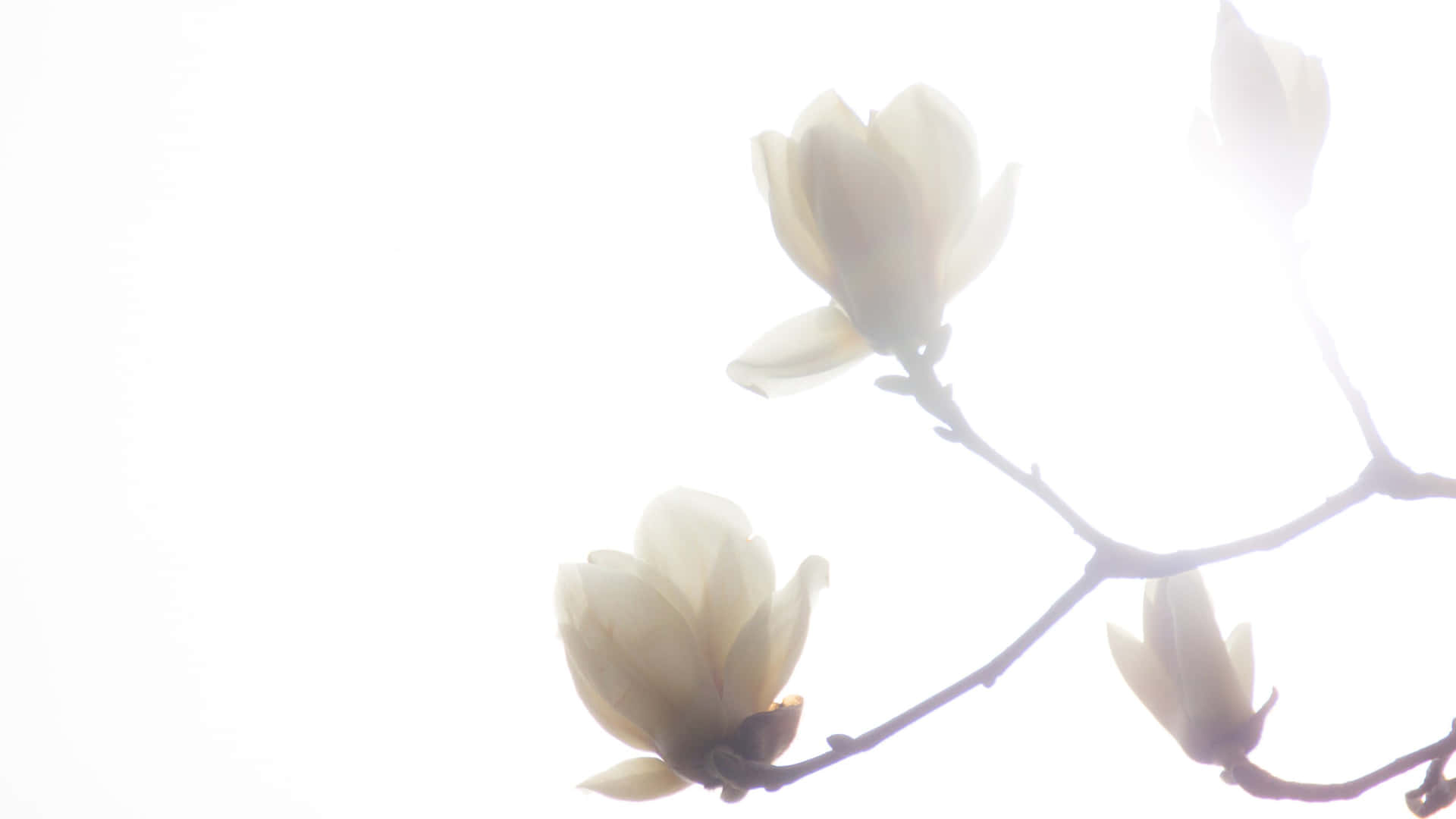 Ethereal Magnolia Blossoms Background