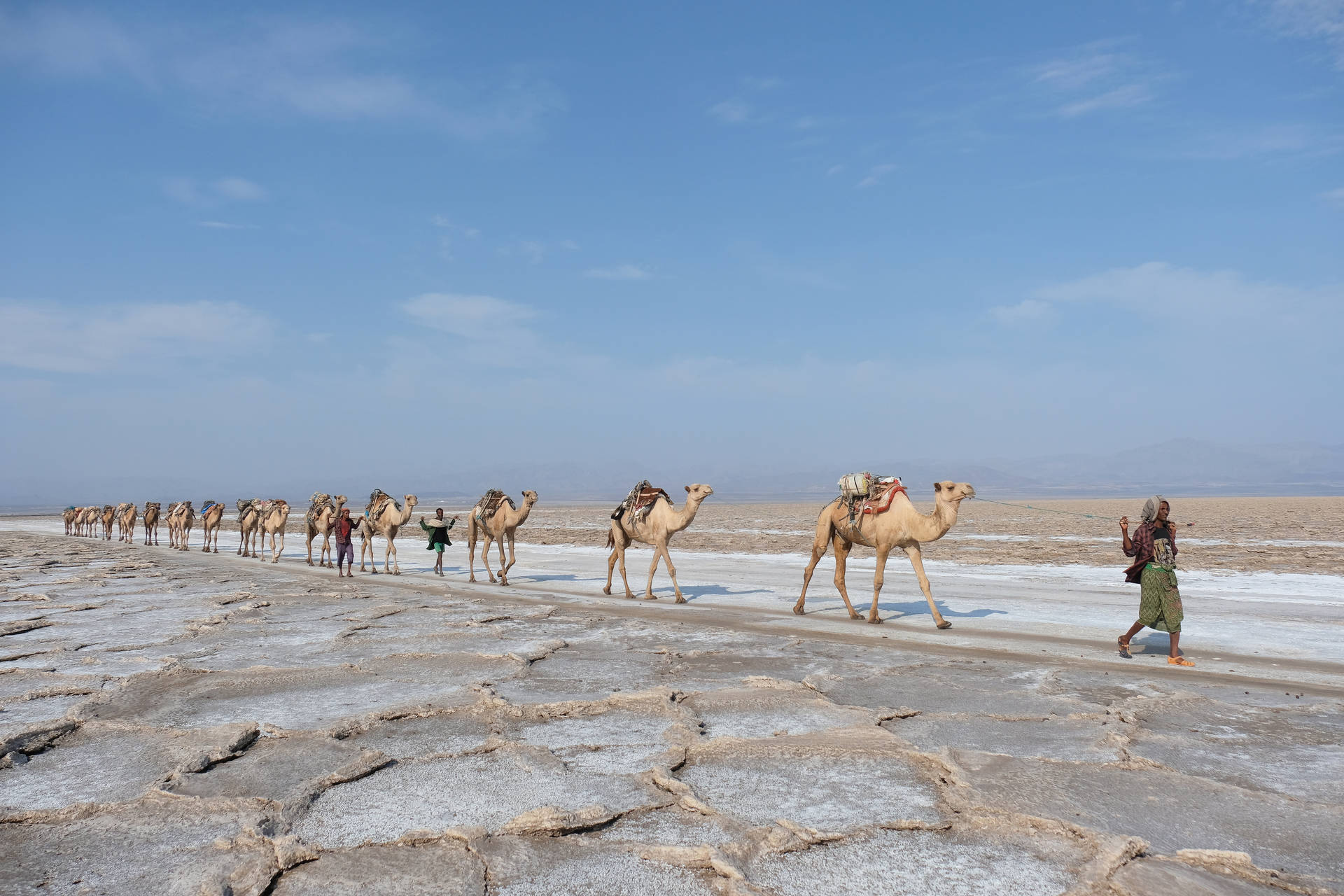 Ethiopia Afar Triangle Camels Background