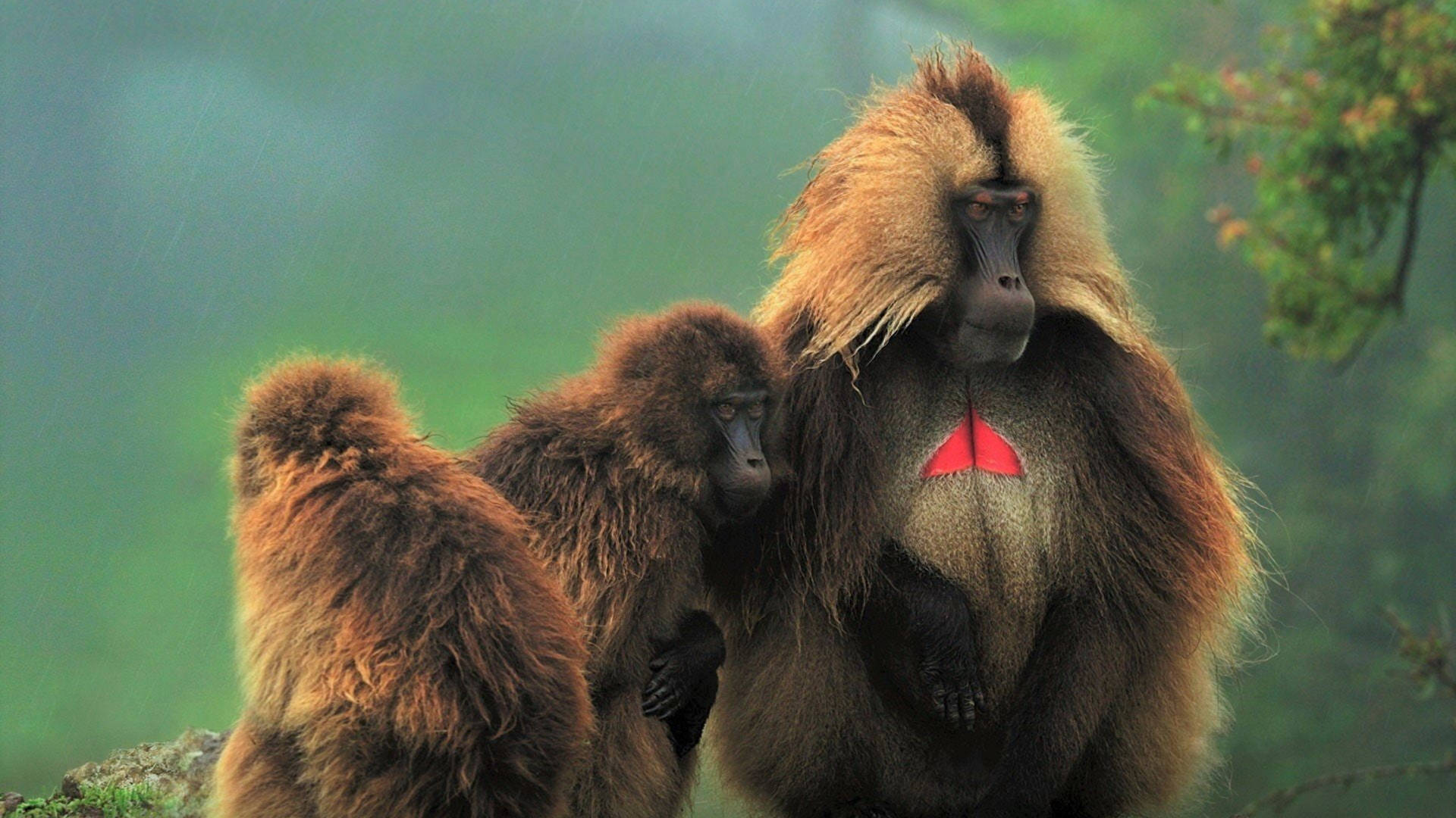 Ethiopia Geladas Monkey Background