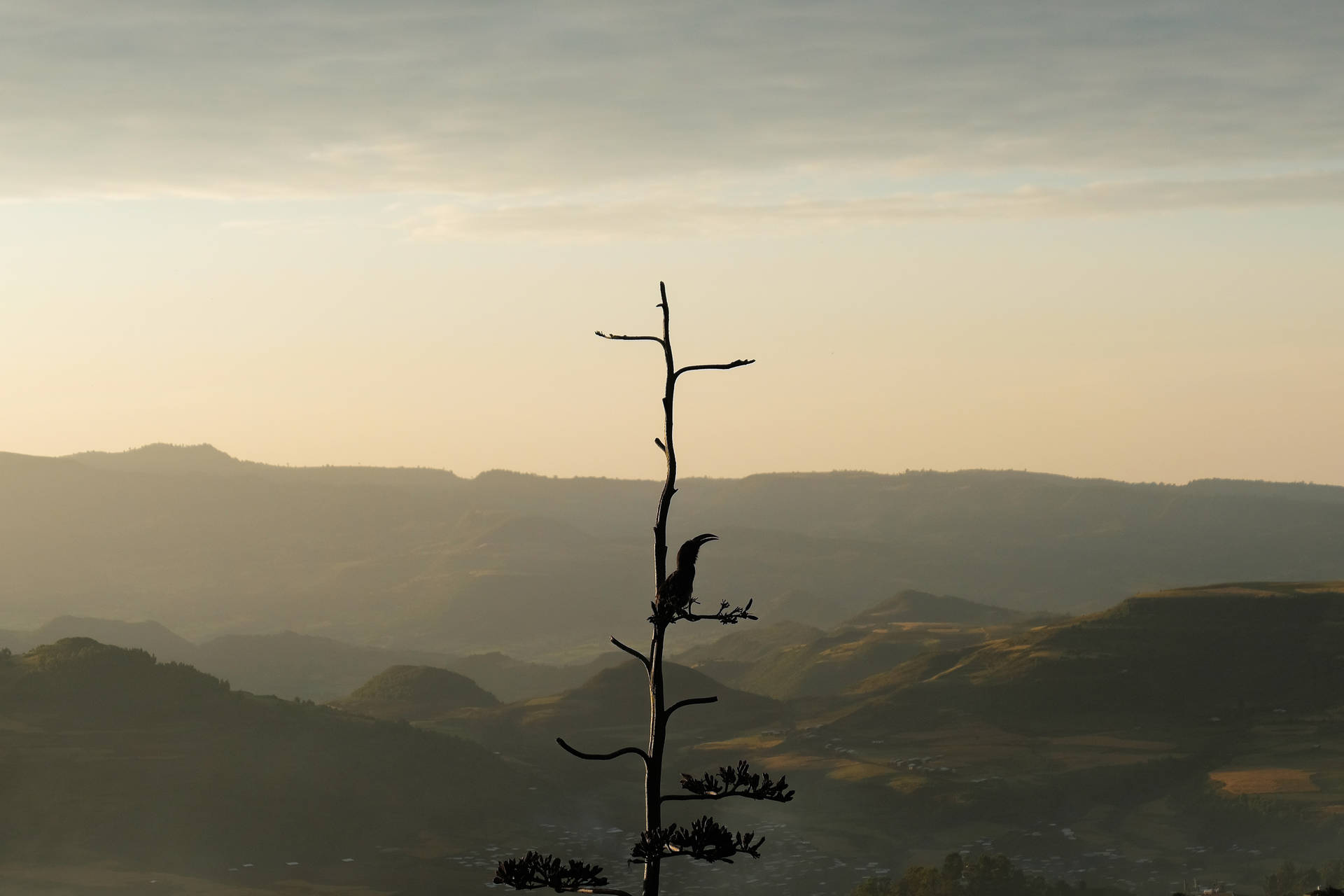 Ethiopia Mountains Tree Bird Silhouette Background