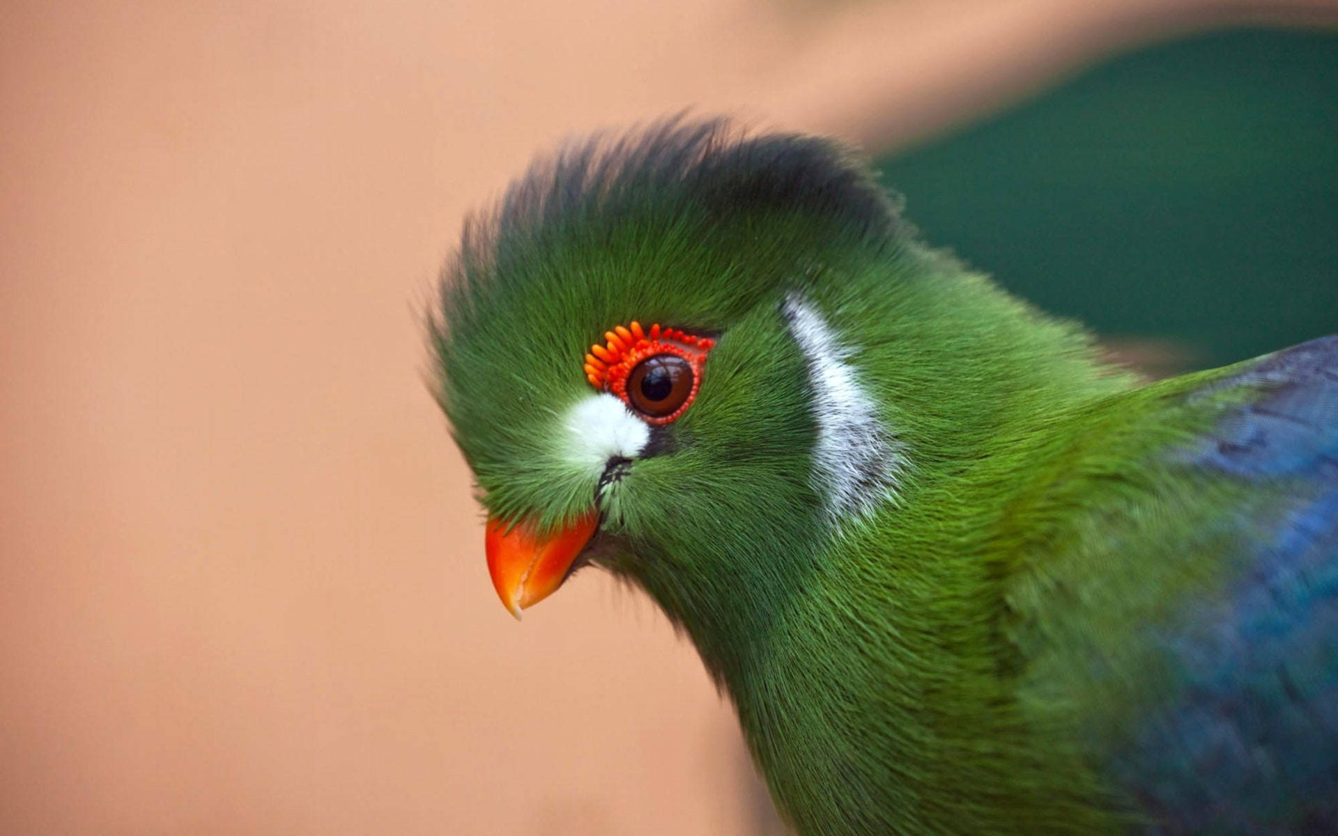 Ethiopia Turaco Bird Macro Background