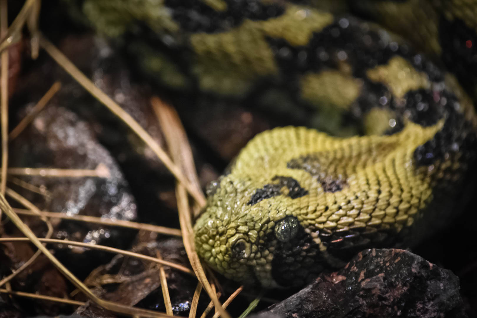 Ethiopian Mountain Viper 1977 Background