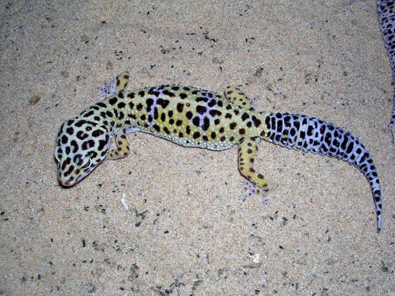 Eublepharis Geckoon Sand