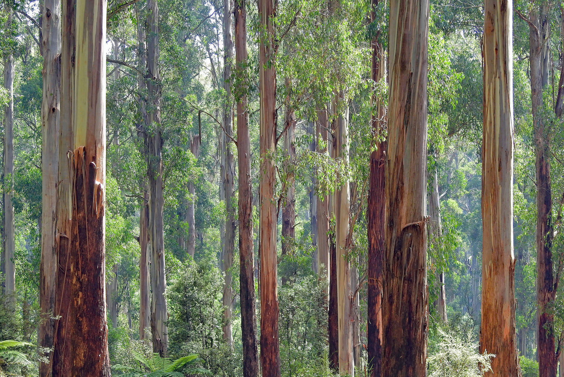 Eucalypt Forest Of Australia Background