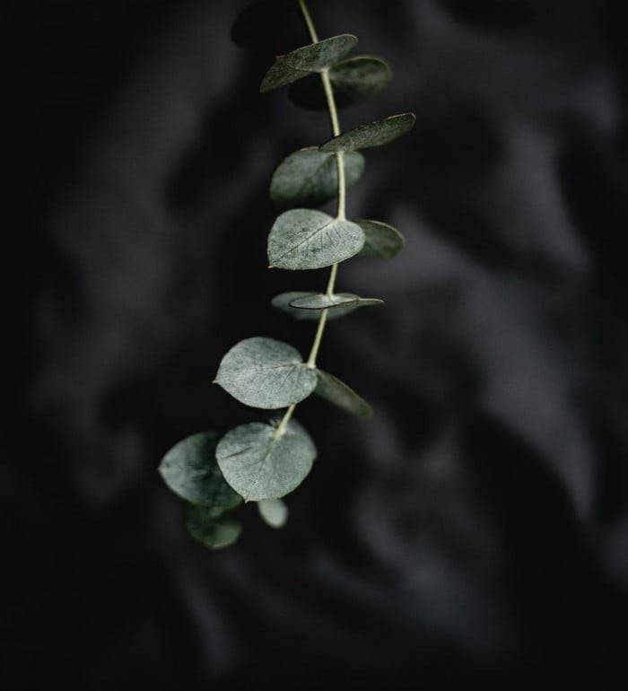 Eucalyptus Branch Sharp Focus Background