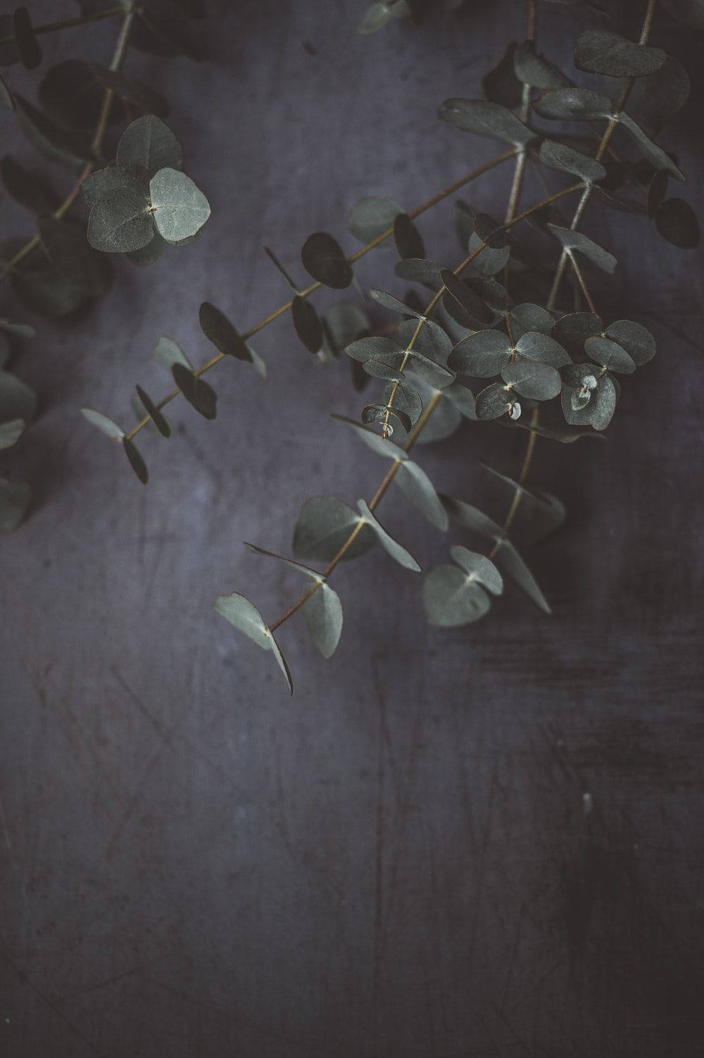 Eucalyptus Dark Green Background