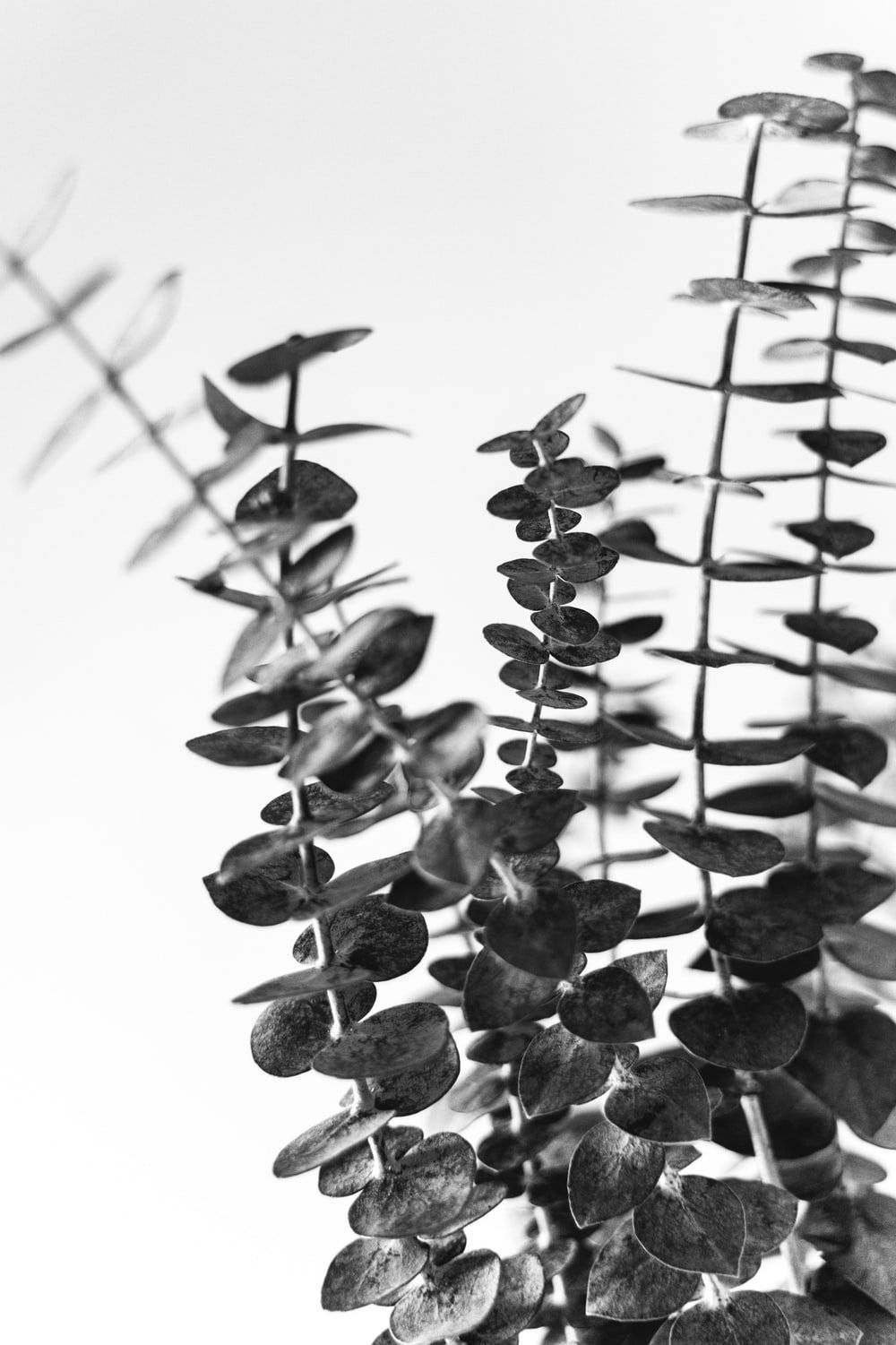 Eucalyptus Flat Leaves Background