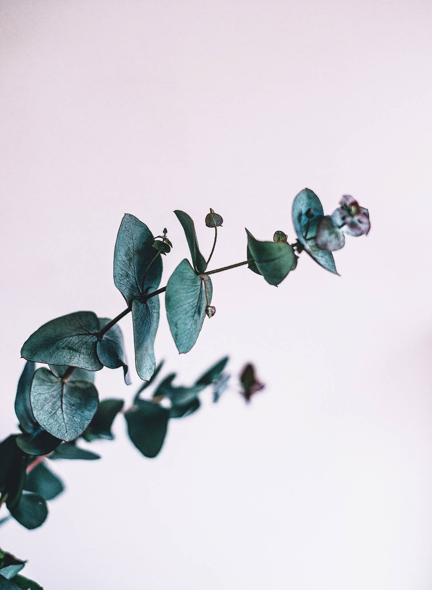 Eucalyptus Leaf Details Background