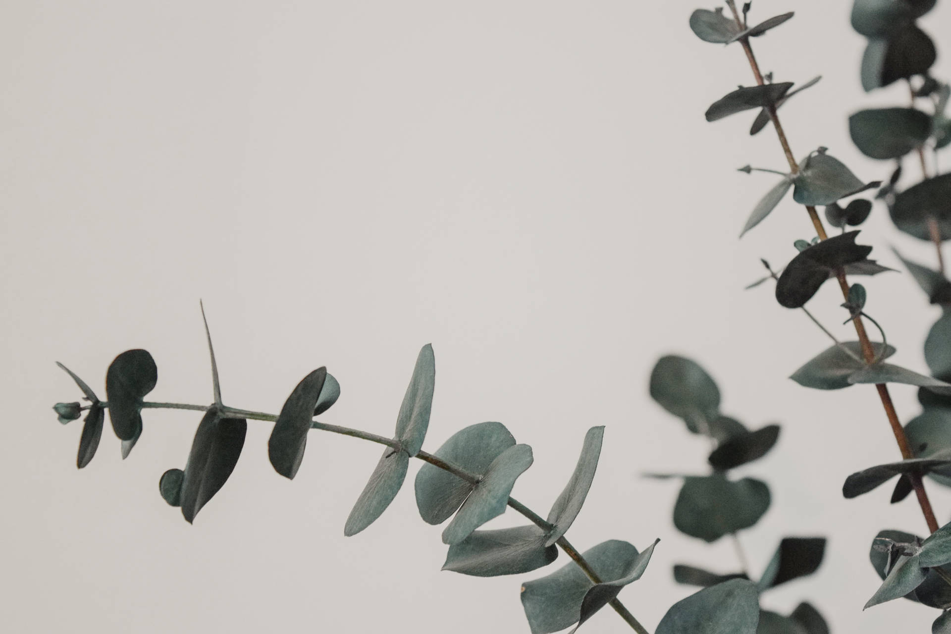 Eucalyptus Leaves Desktop Background