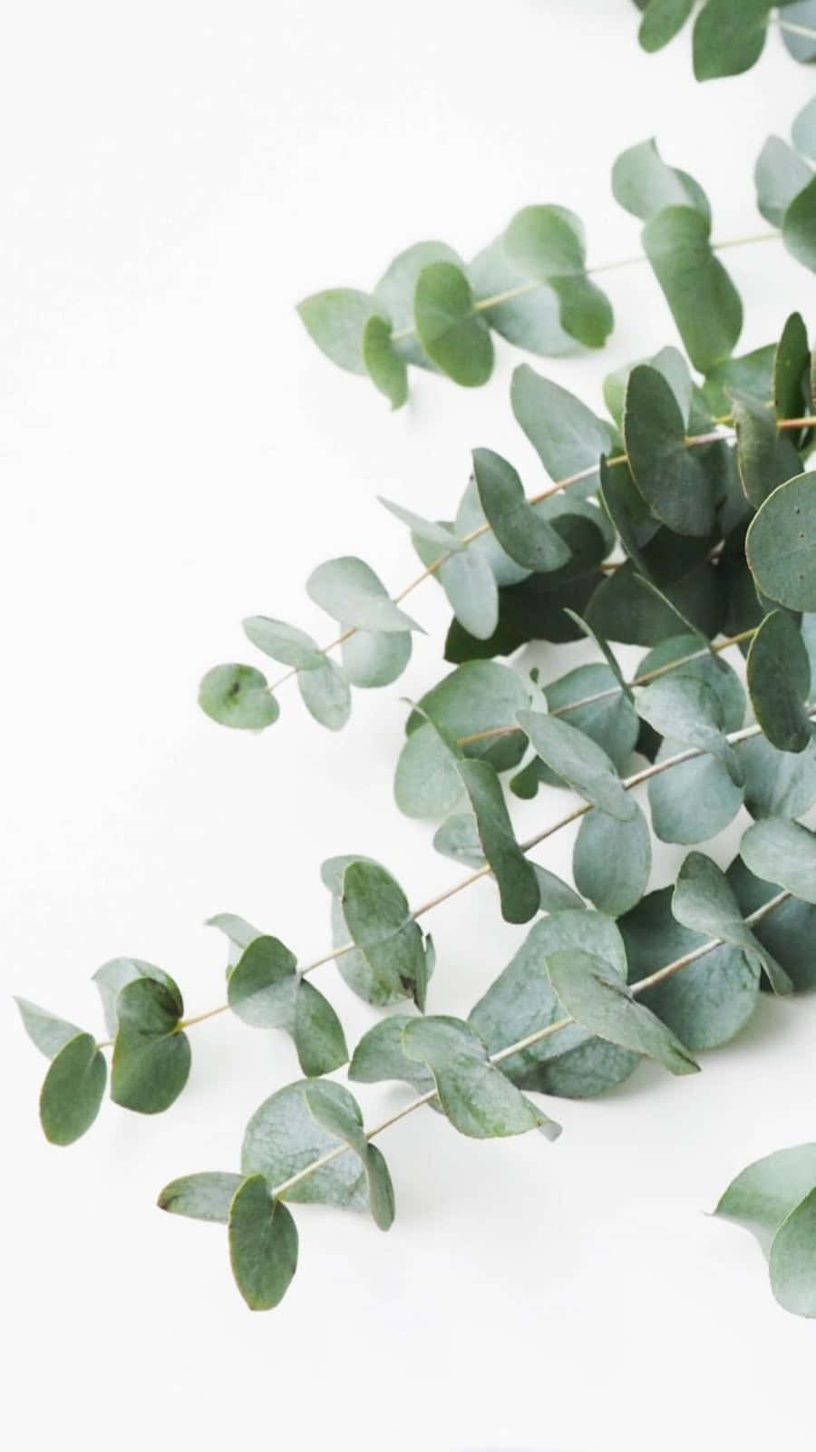 Eucalyptus Leaves On A White Background Background