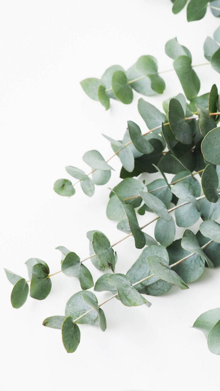 Eucalyptus On The Floor Background