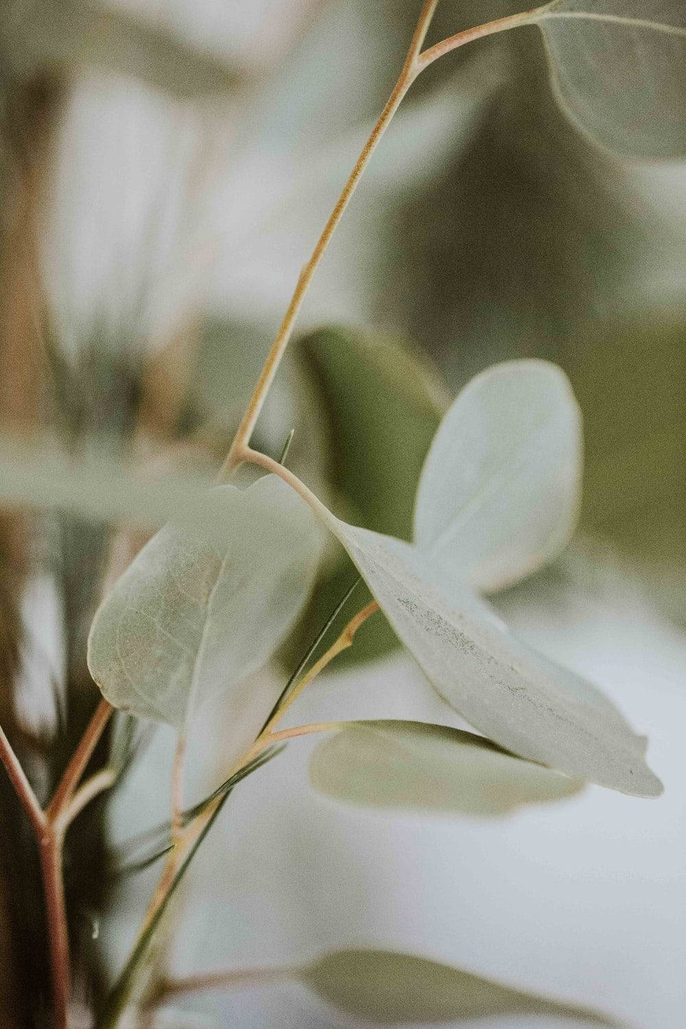 Eucalyptus Pale Green Background