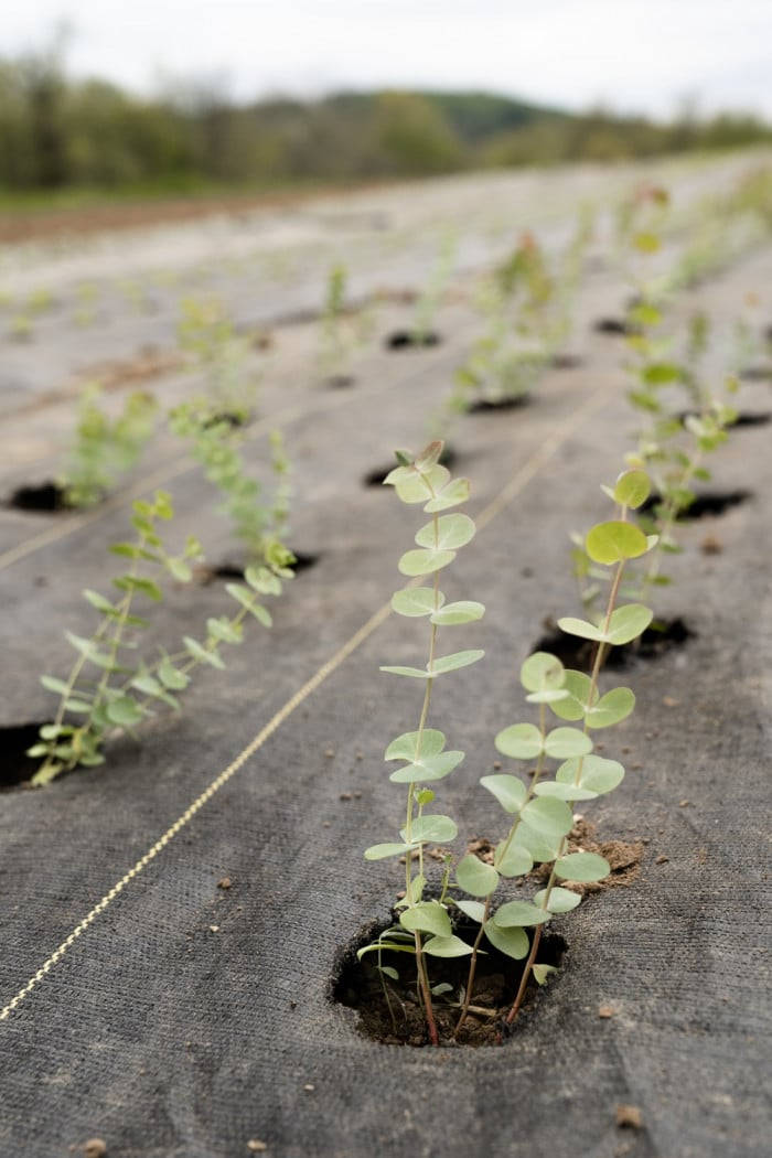 Eucalyptus Planted Background