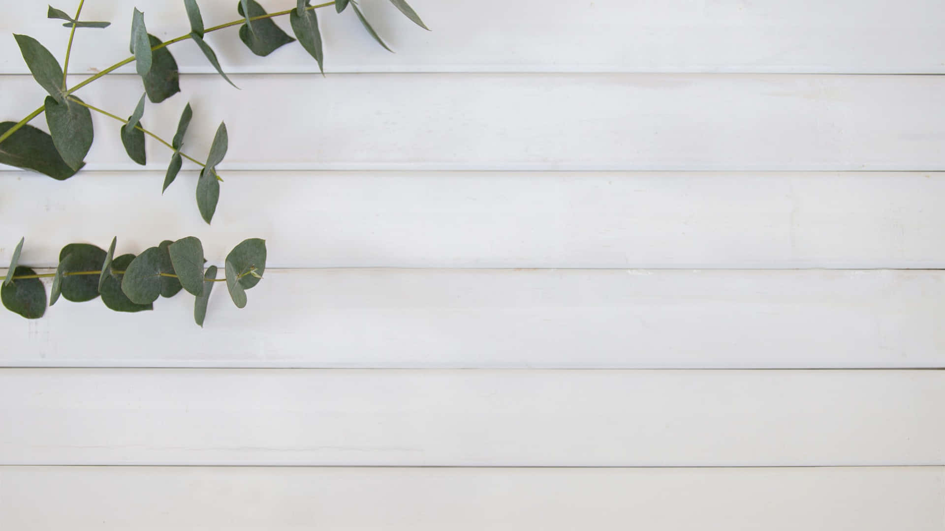 Eucalyptuson White Wooden Background Background