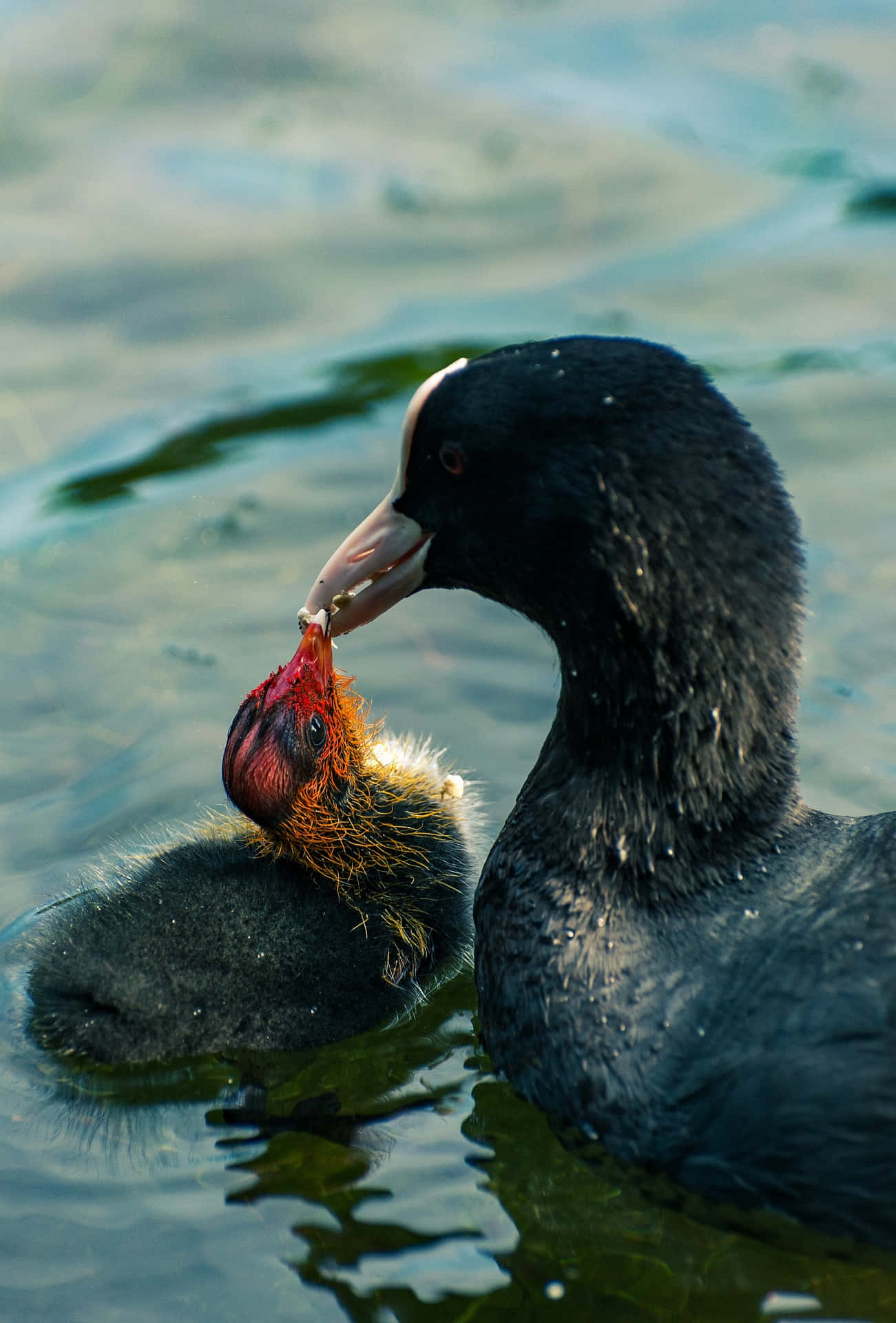 Eurasian Coot Mother Bird