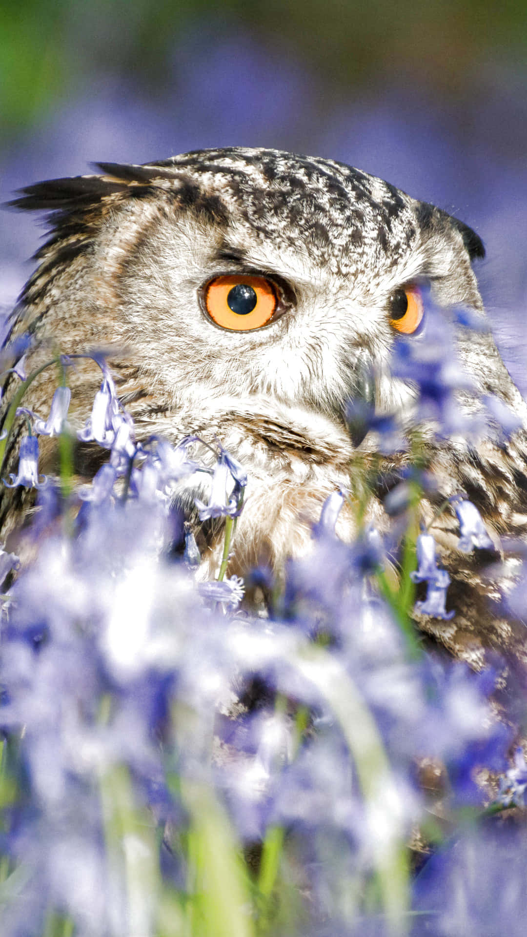 Eurasian Eagle Owl Phone Close Up Shot Background