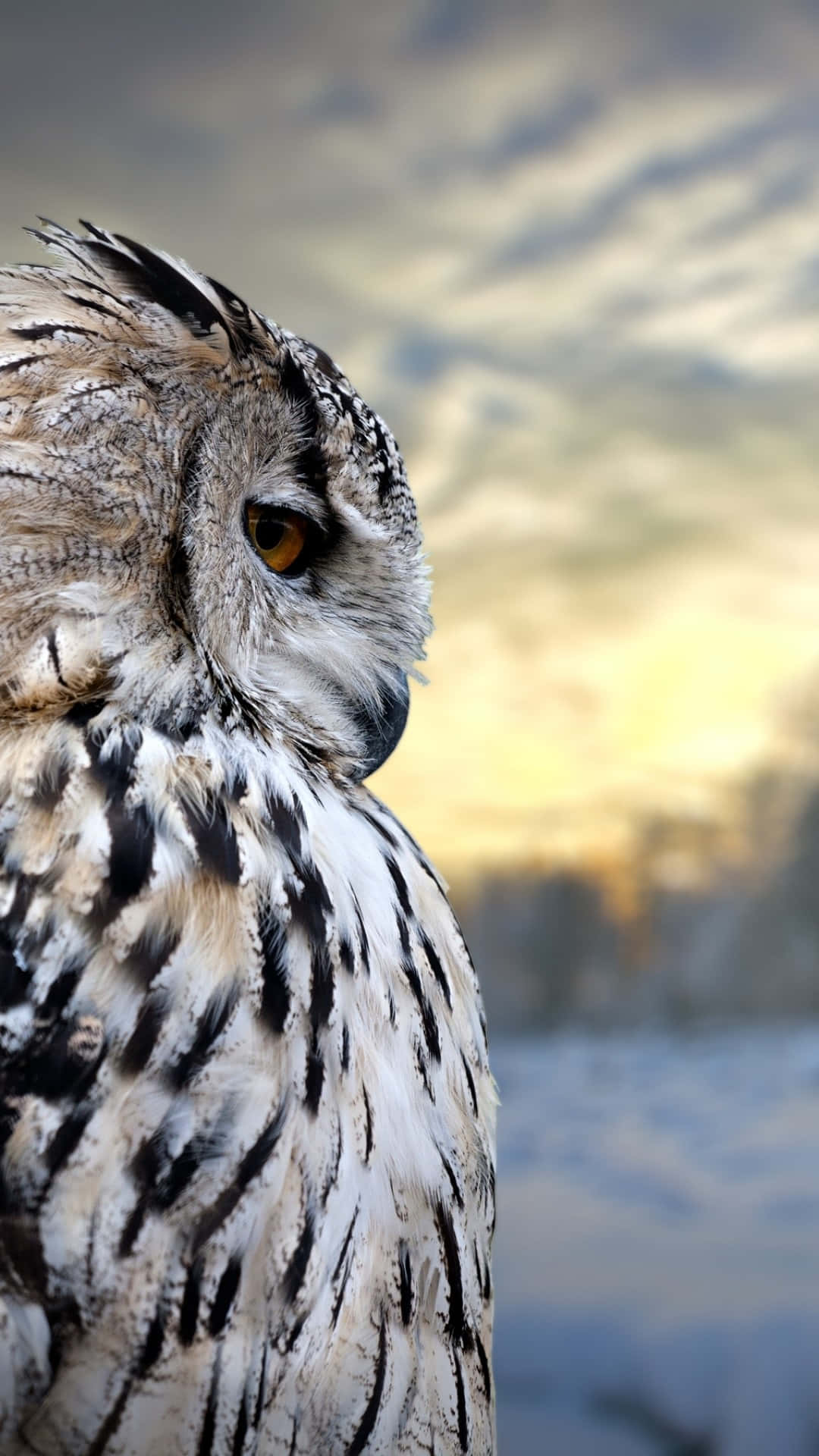 Eurasian Eagle Owl Phone Side Angle Shot Background