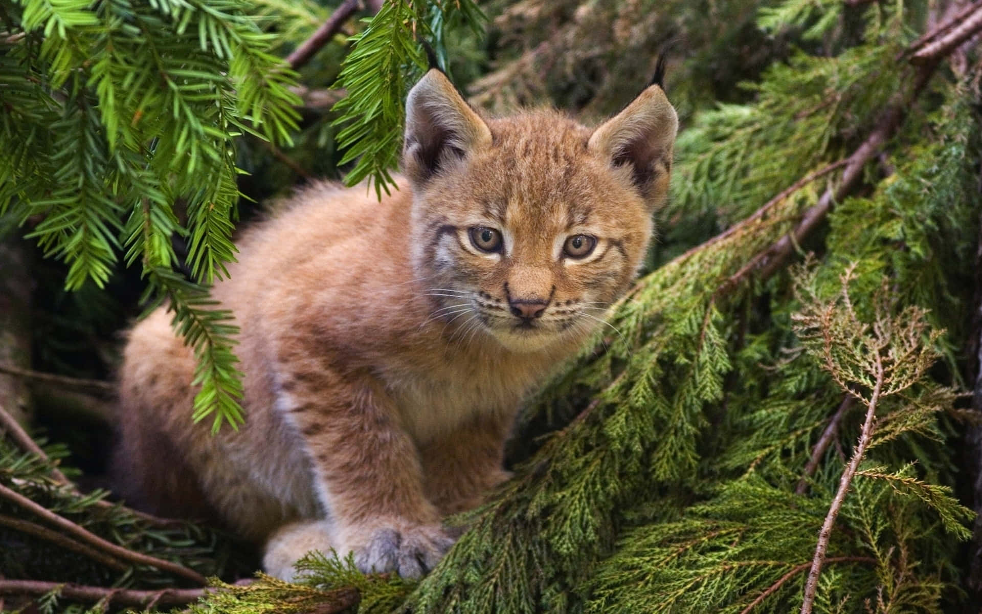 Eurasian Lynx Cubin Nature.jpg