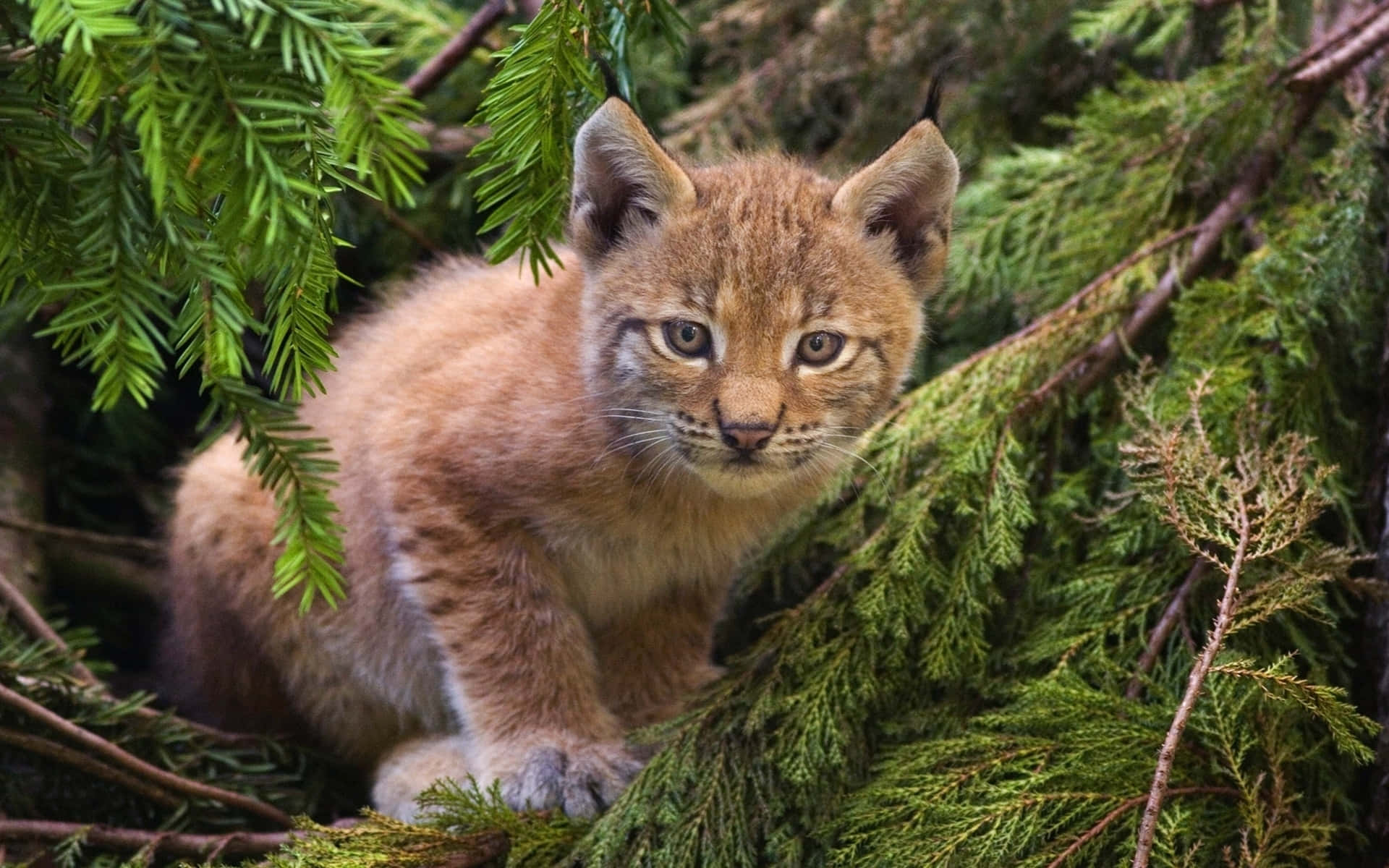 Eurasian Lynx Cubin Nature.jpg Background