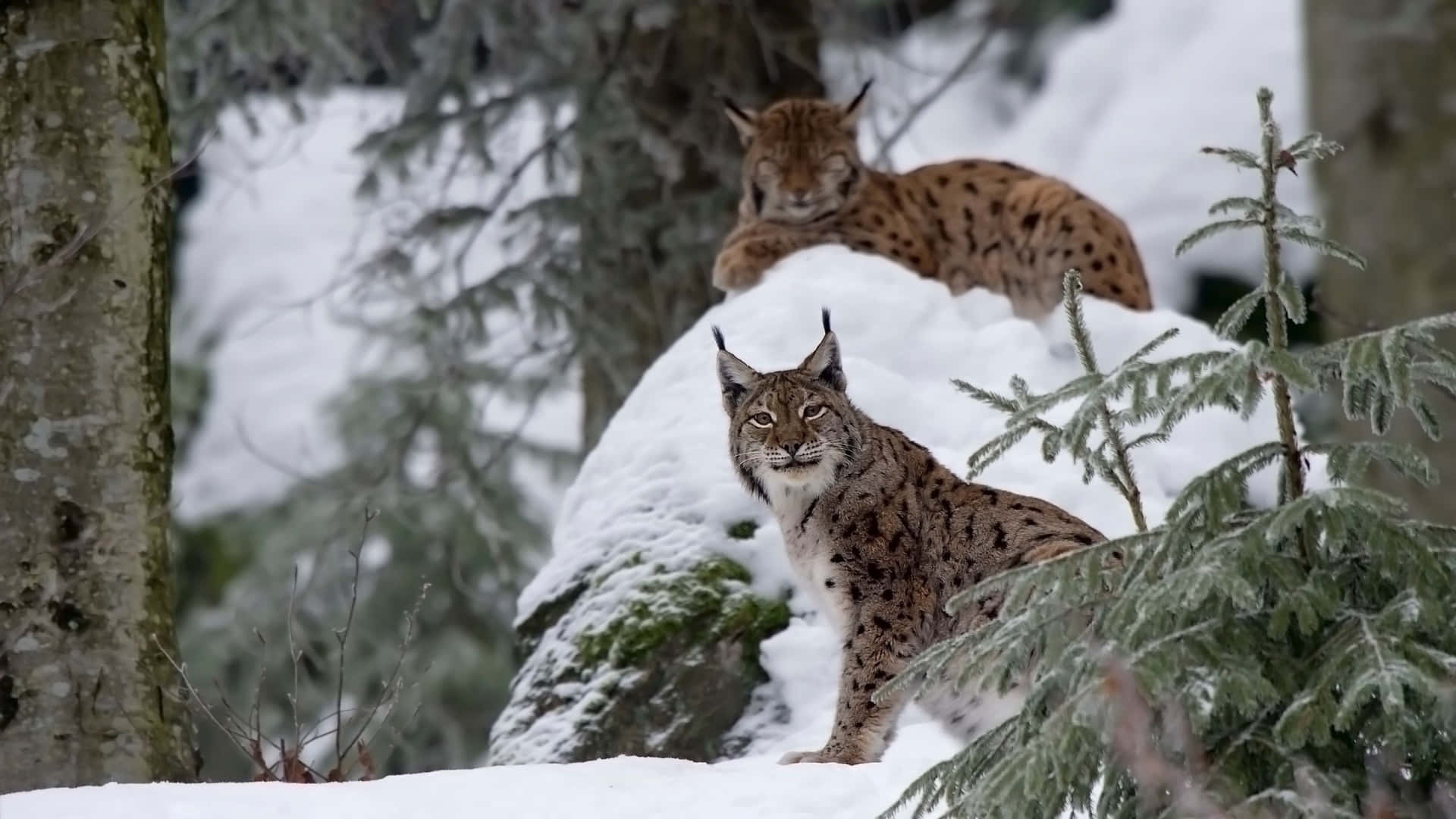 Eurasian Lynx Family 4k Monitor Background