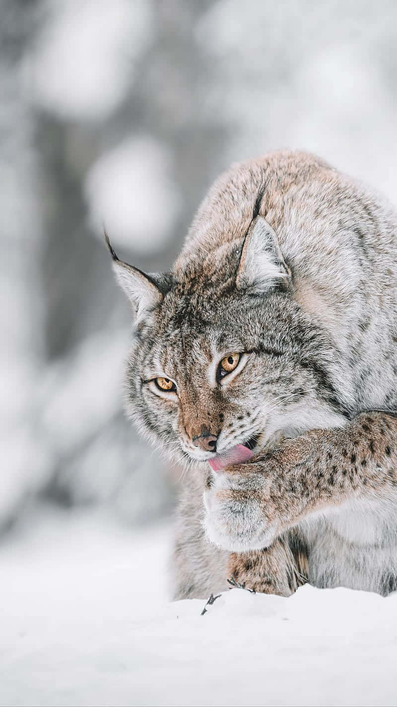 Eurasian Lynx Grooming In Snow Background