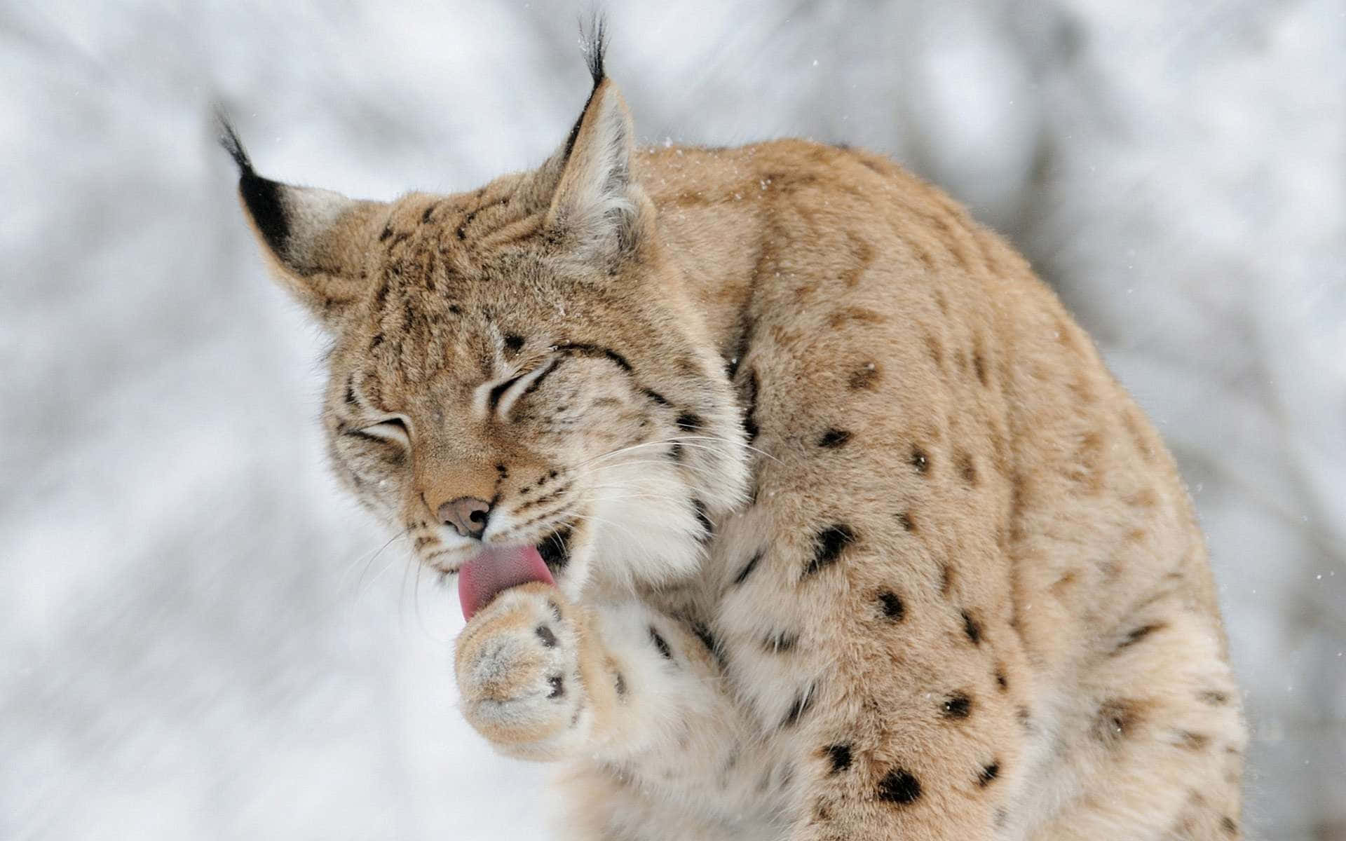 Eurasian Lynx Groomingin Snow Background