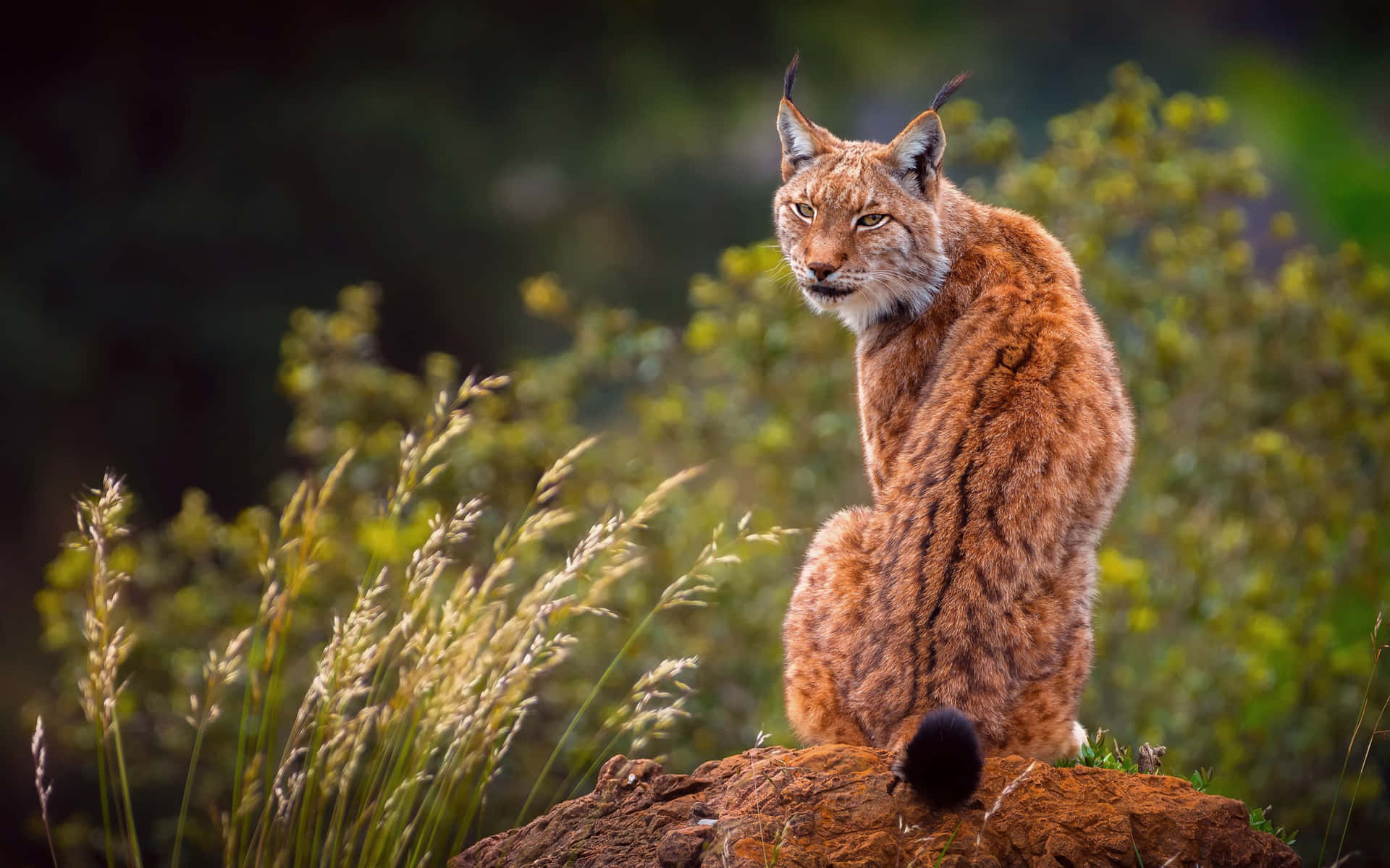 Eurasian Lynx In Natural Habitat Background