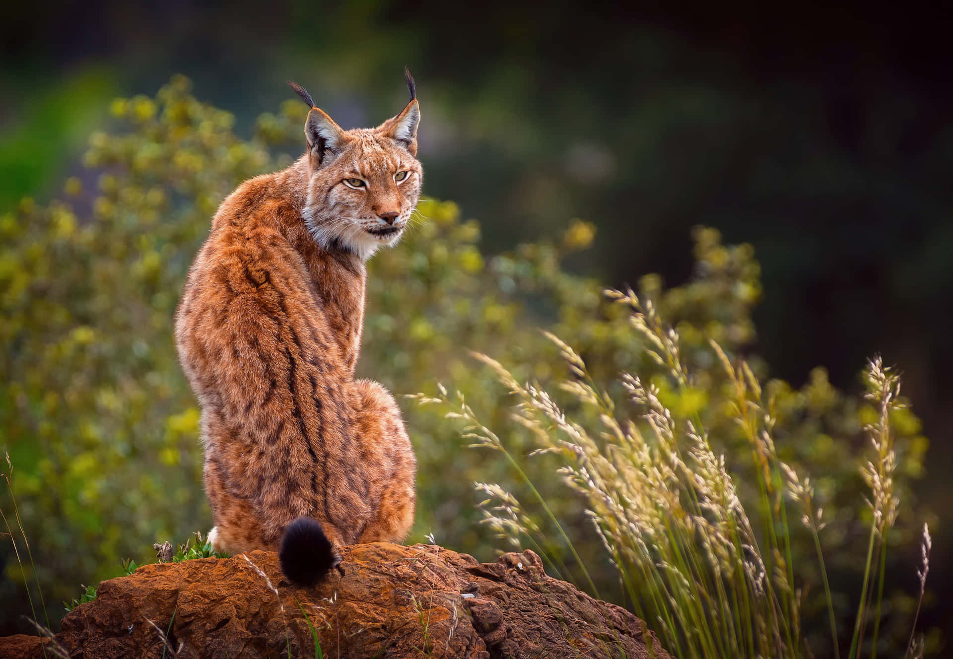 Eurasian Lynx On Autumn Watch