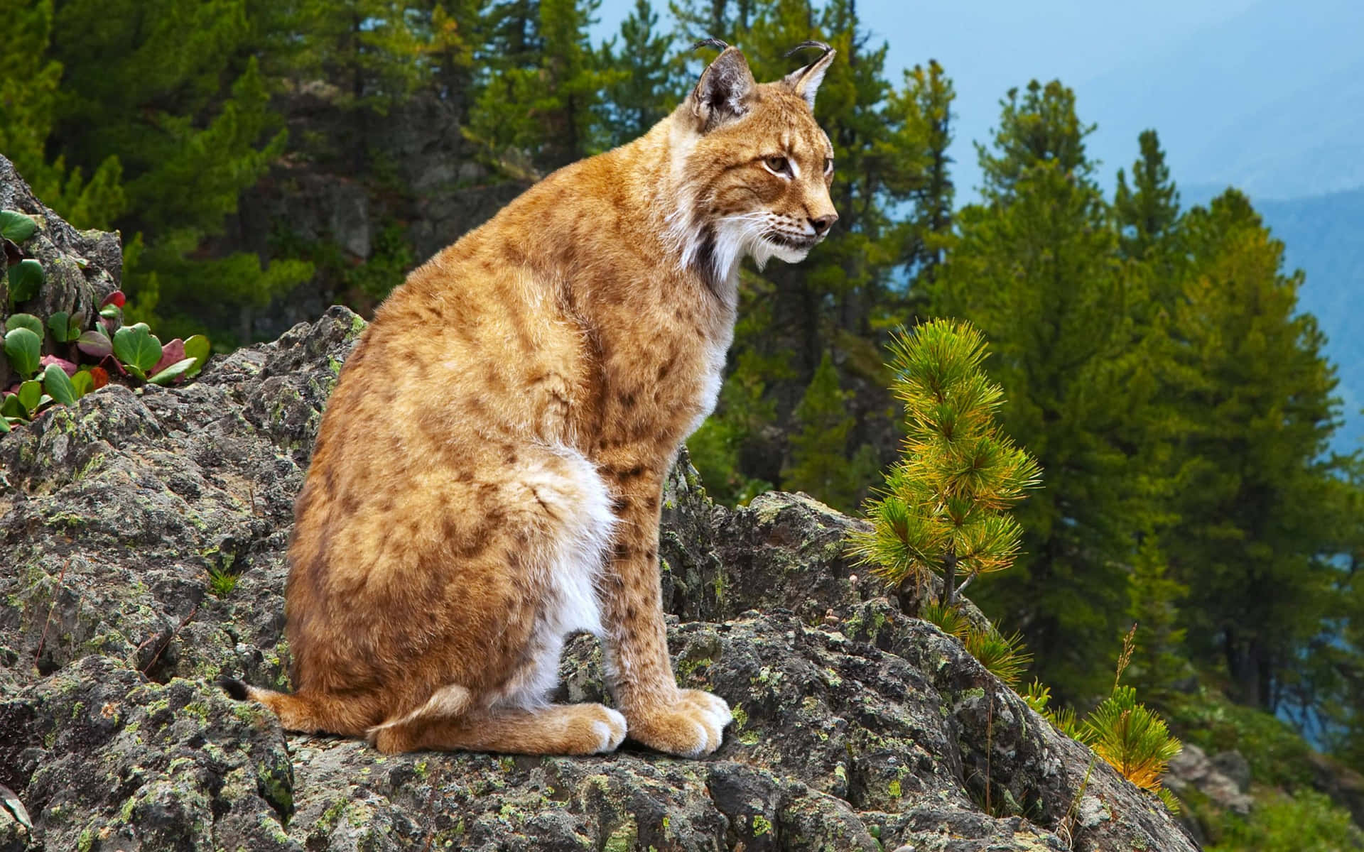 Eurasian Lynx On Mountain Rocks