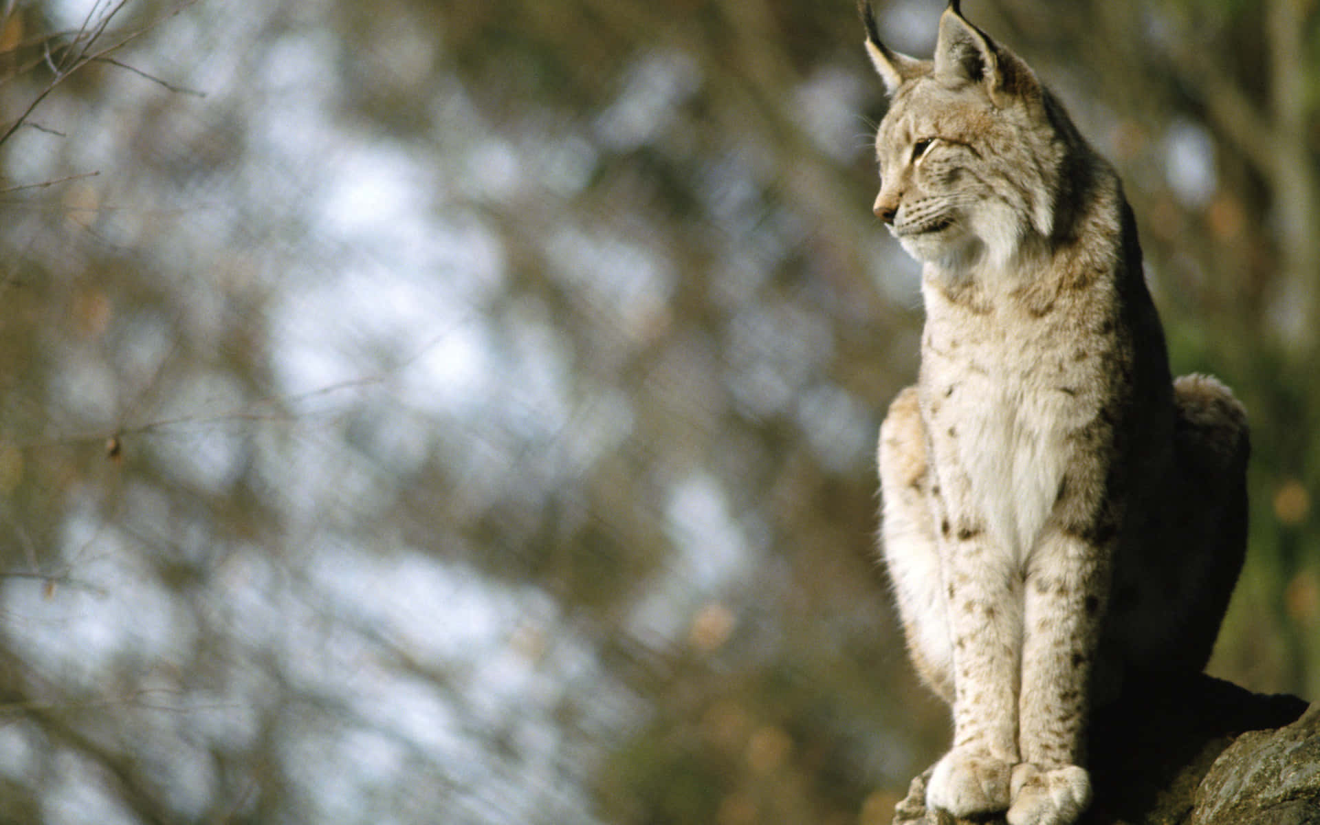 Eurasian Lynx On Rock