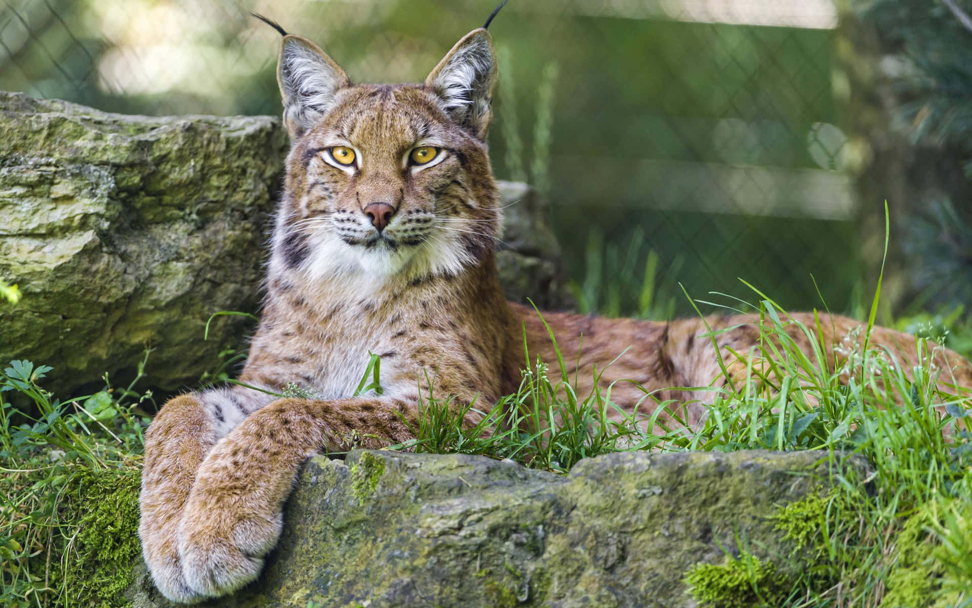 Eurasian Lynx Resting Background