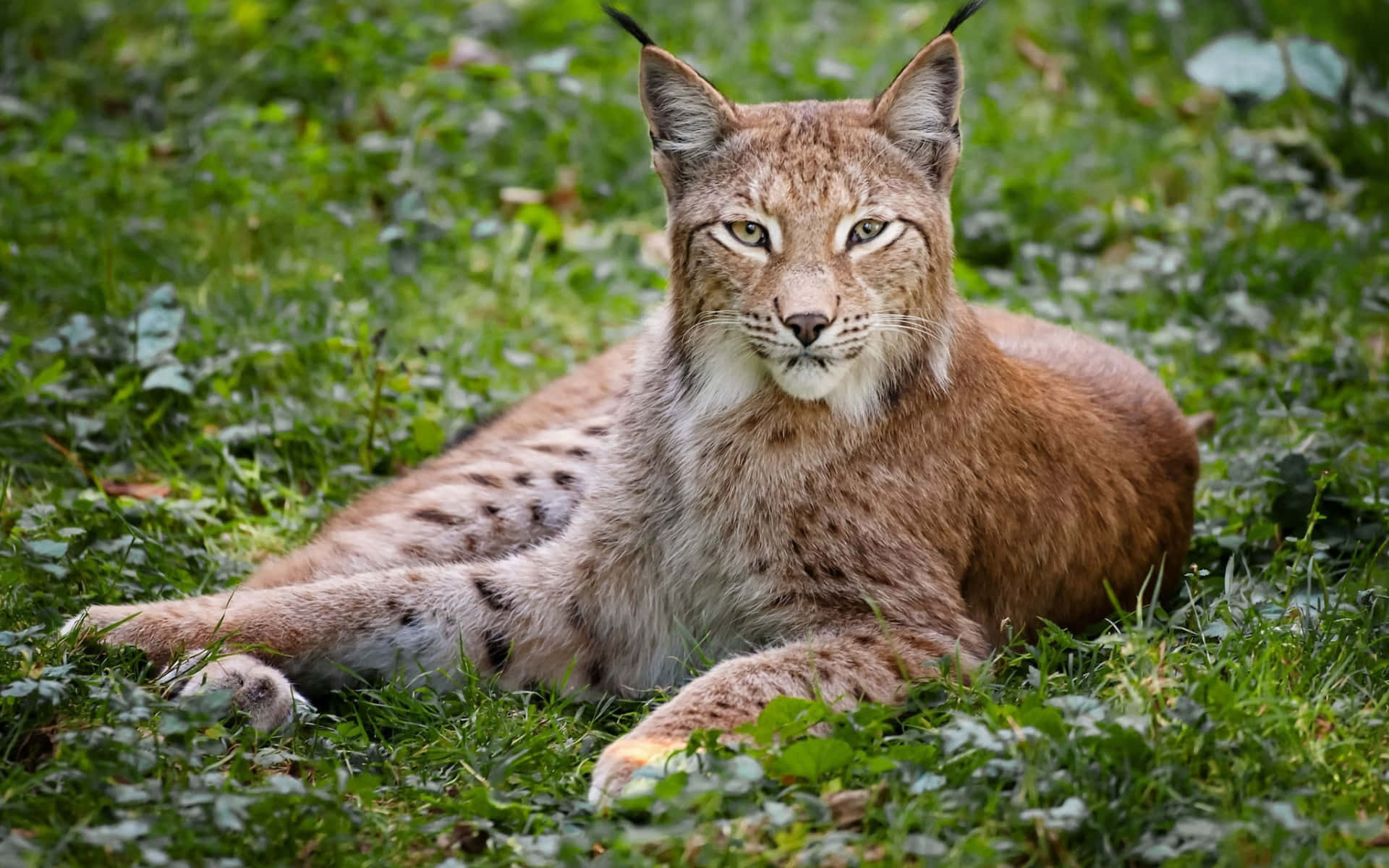 Eurasian Lynx Restingin Greenery Background