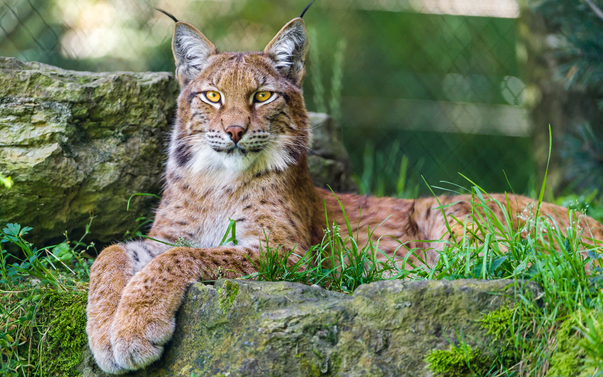 Eurasian Lynx Restingon Rocks.jpg Background