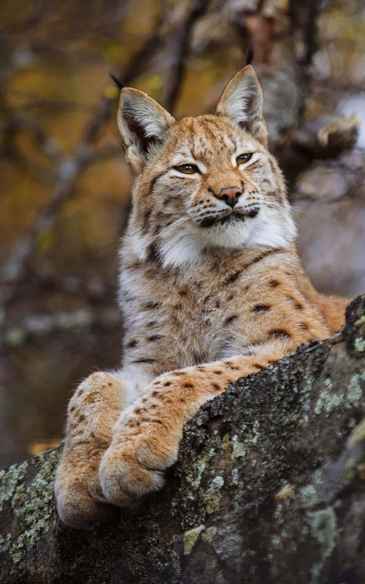 Eurasian Lynx Restingon Tree Background