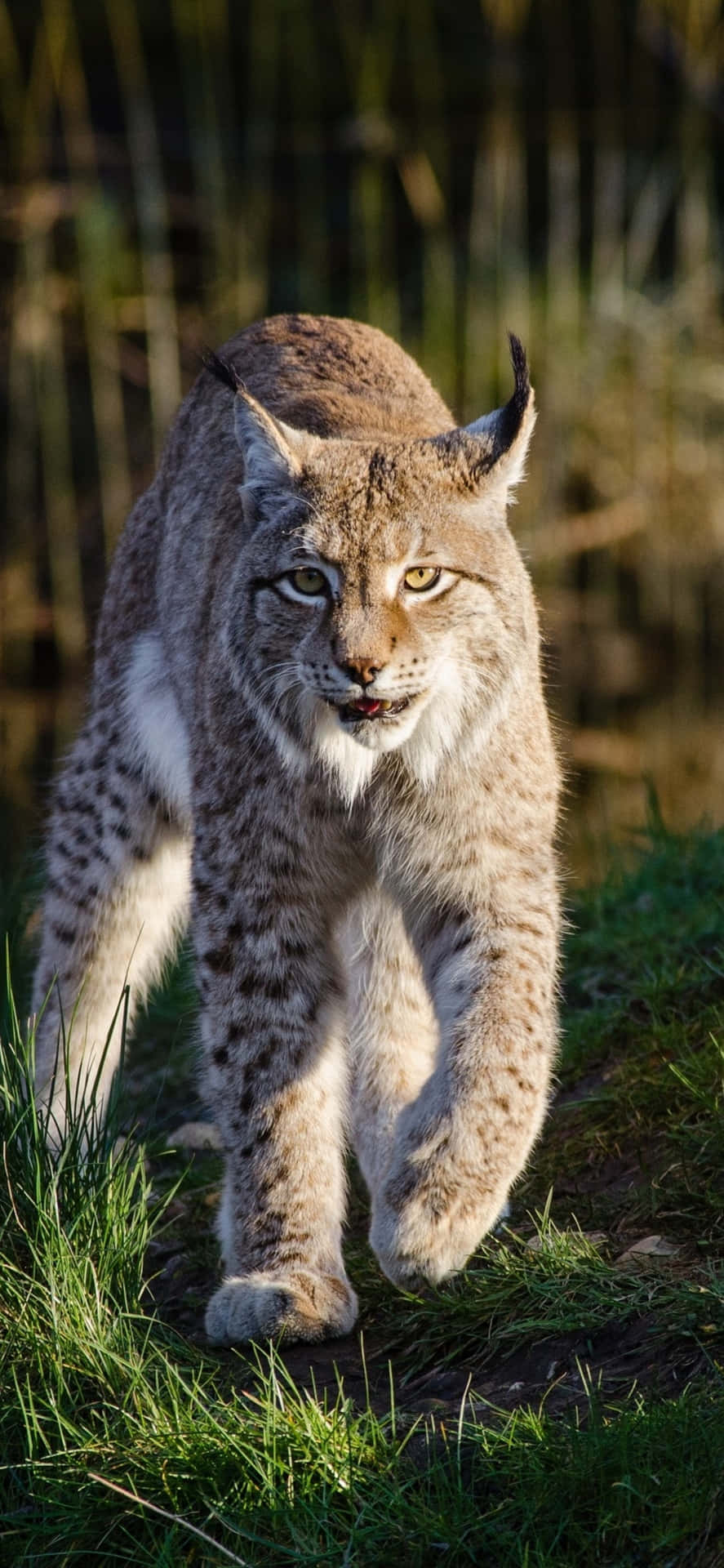 Eurasian Lynx Stalking Prey Background