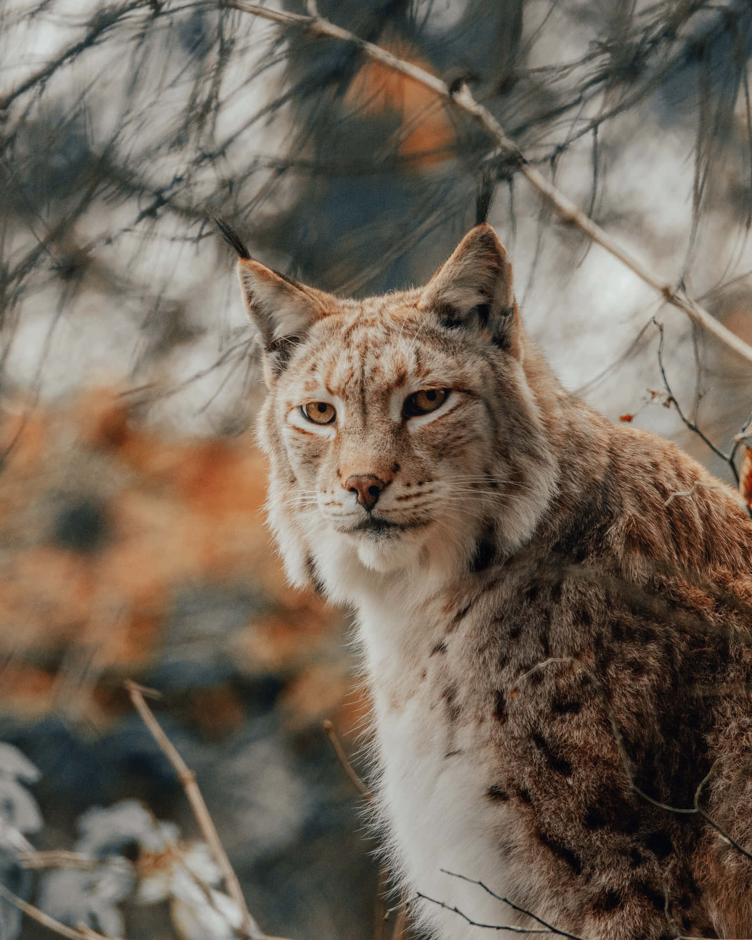 Eurasian Lynxin Autumn Forest Background