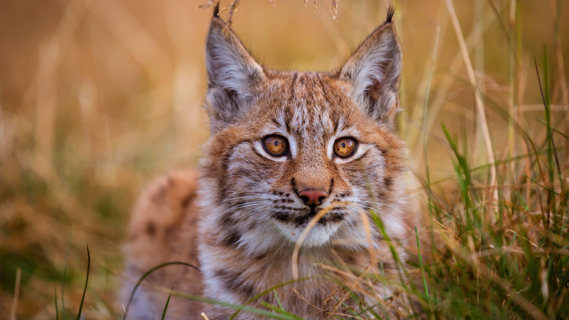 Eurasian Lynxin Grassland Background