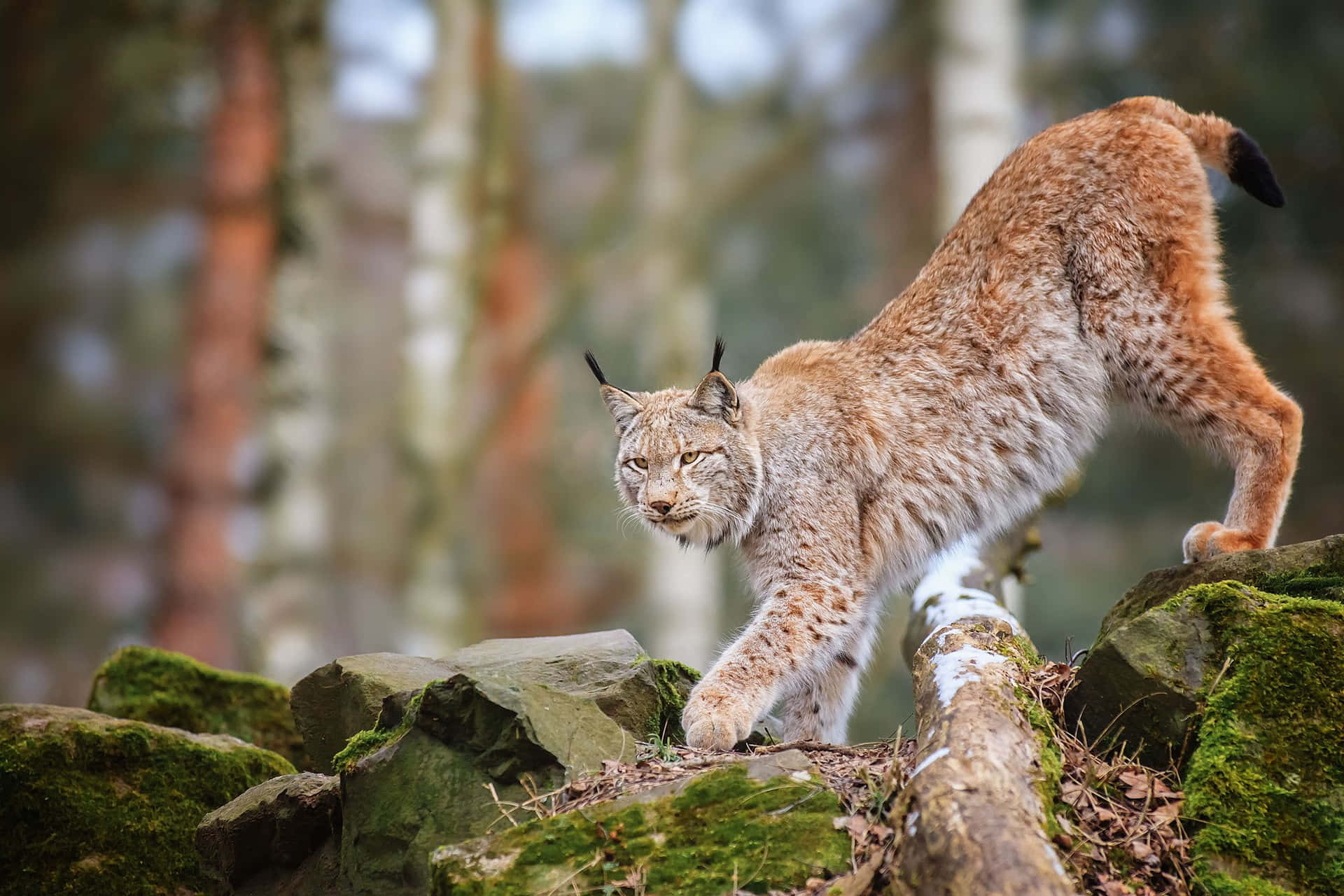 Eurasian Lynxin Habitat