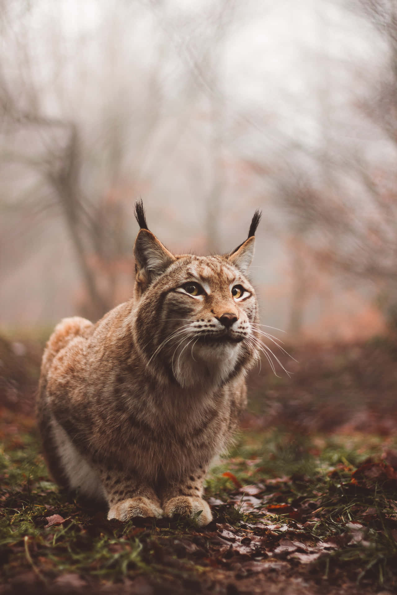 Eurasian Lynxin Misty Forest Background