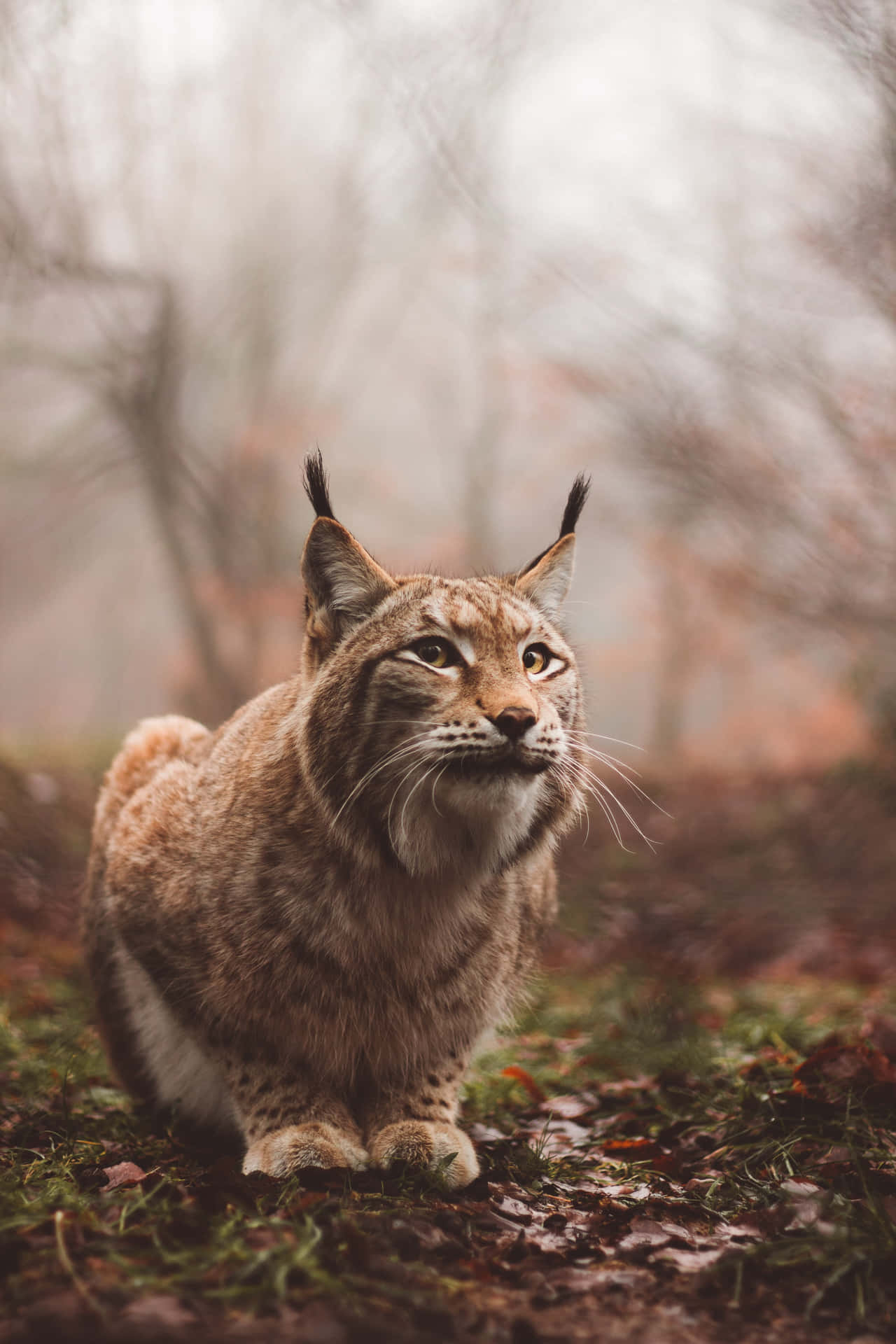 Eurasian Lynxin Misty Forest