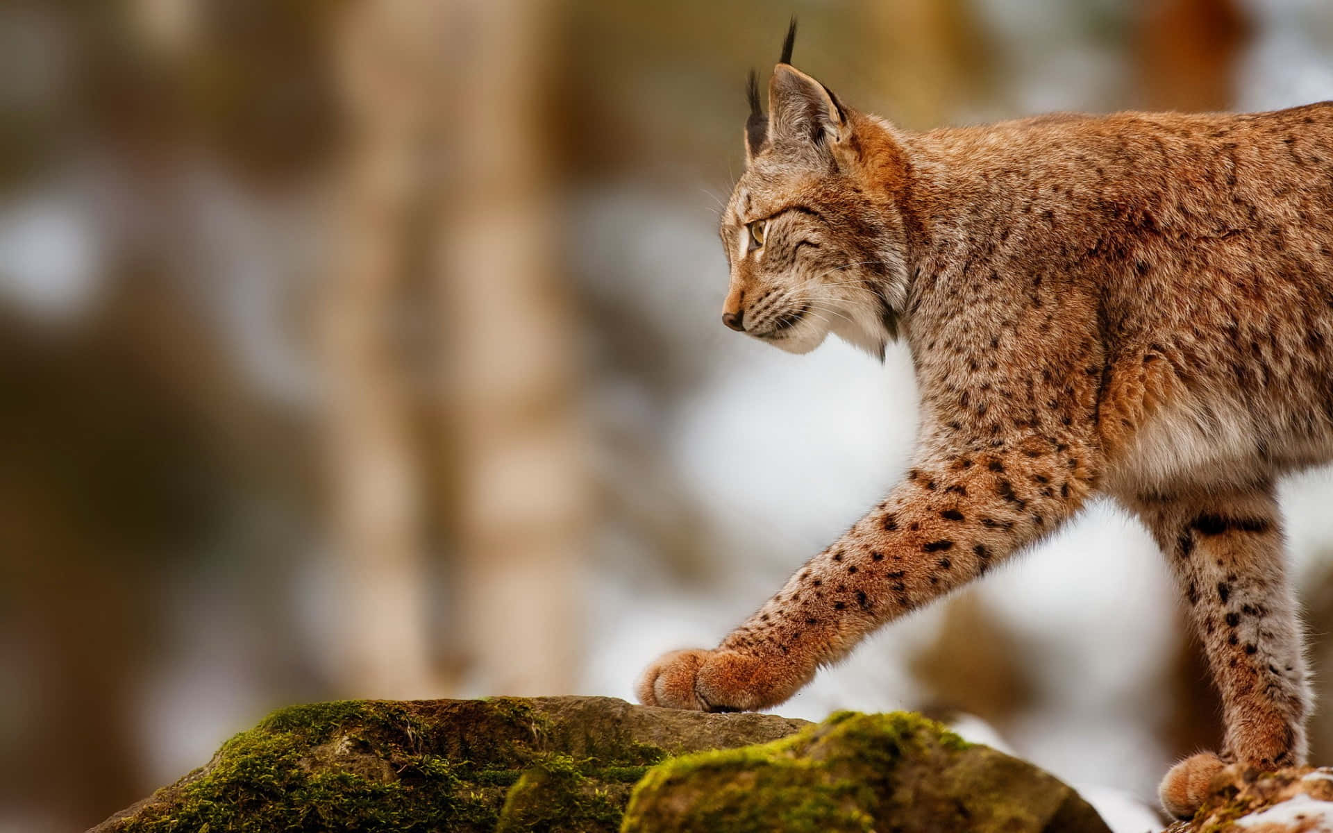 Eurasian Lynxin Natural Habitat.jpg Background