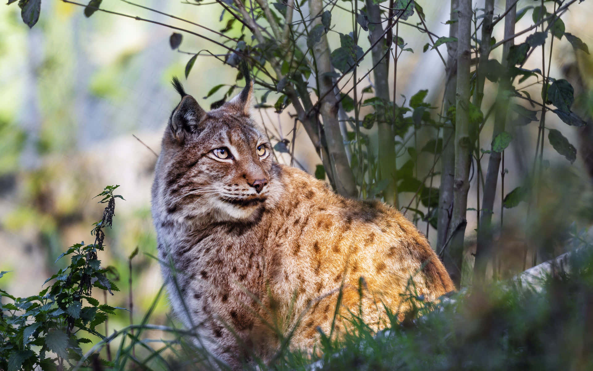 Eurasian Lynxin Natural Habitat Background