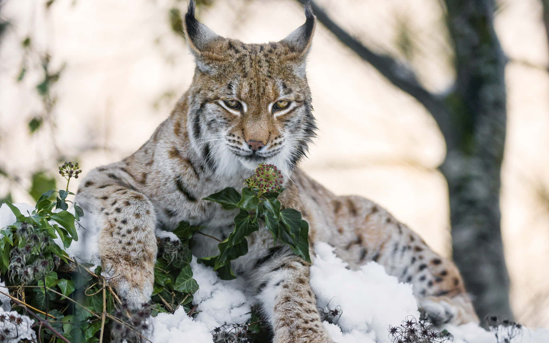 Eurasian Lynxin Snow Background